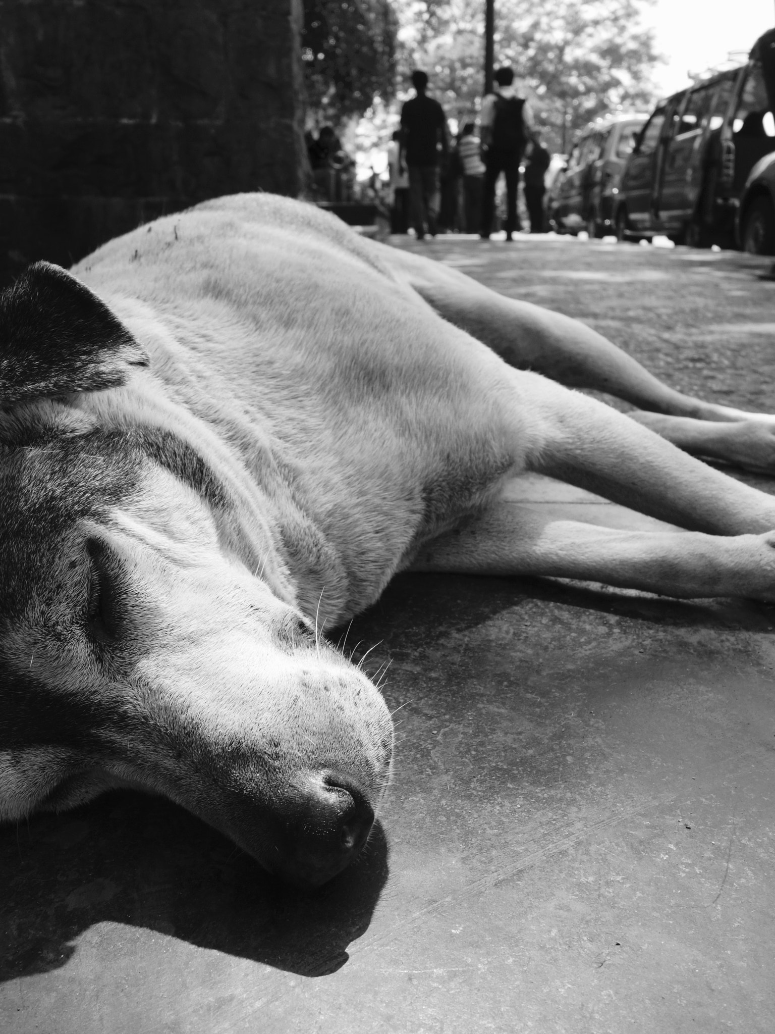 Sony Cyber-shot DSC-RX100 + Sony 28-100mm F1.8-4.9 sample photo. Sleeping dog photography