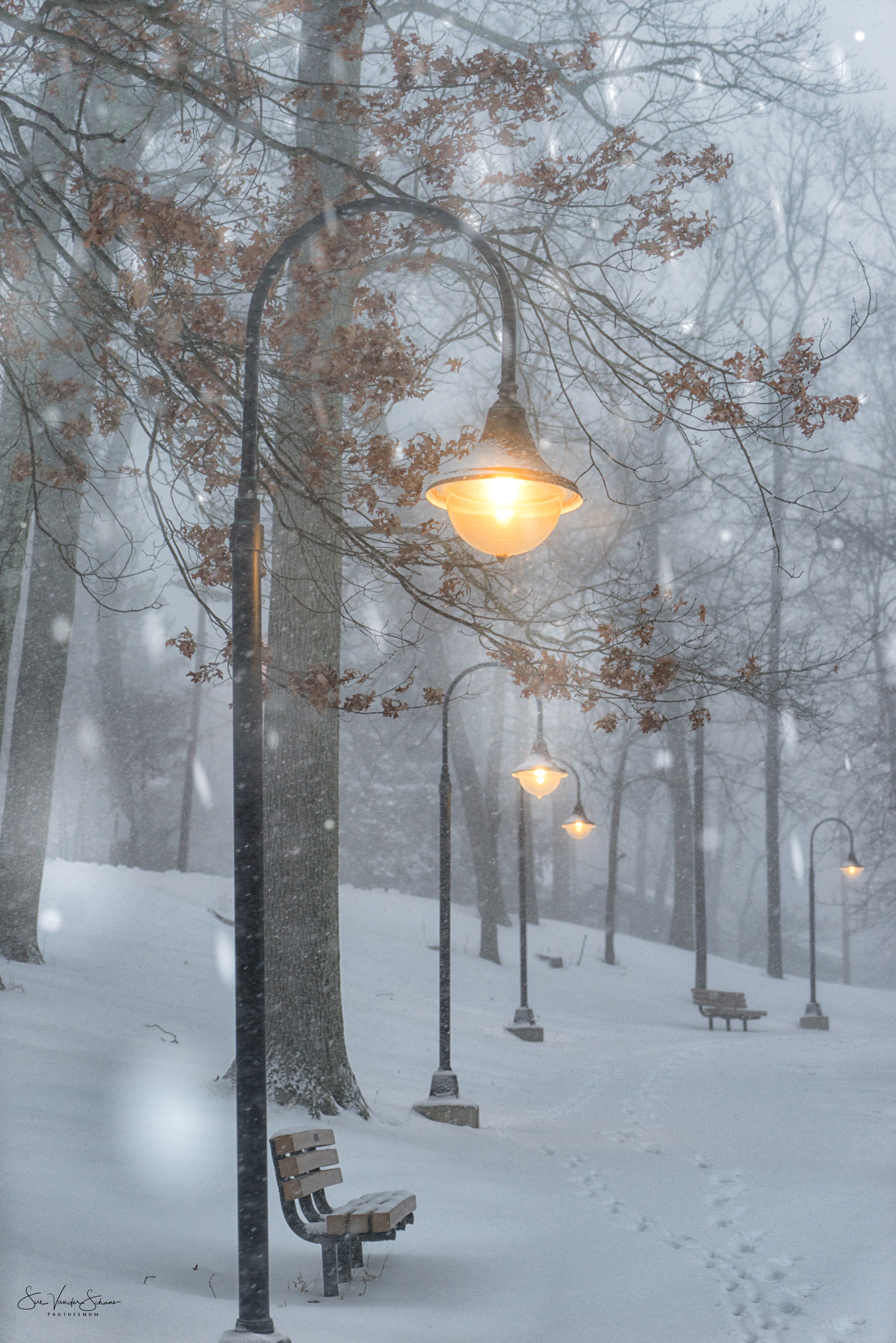 Sony a7R + Sony Vario Tessar T* FE 24-70mm F4 ZA OSS sample photo. Pathway lights photography