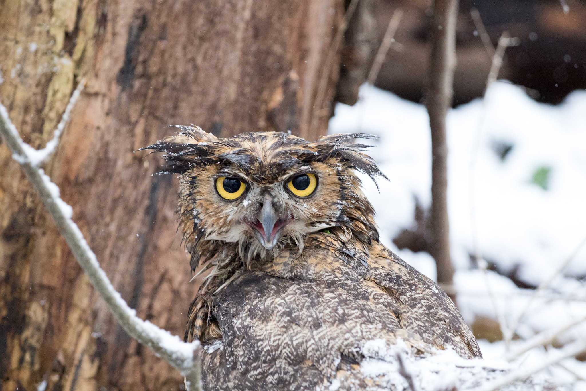 Canon EF 70-200mm F4L USM sample photo. Great horned owl photography