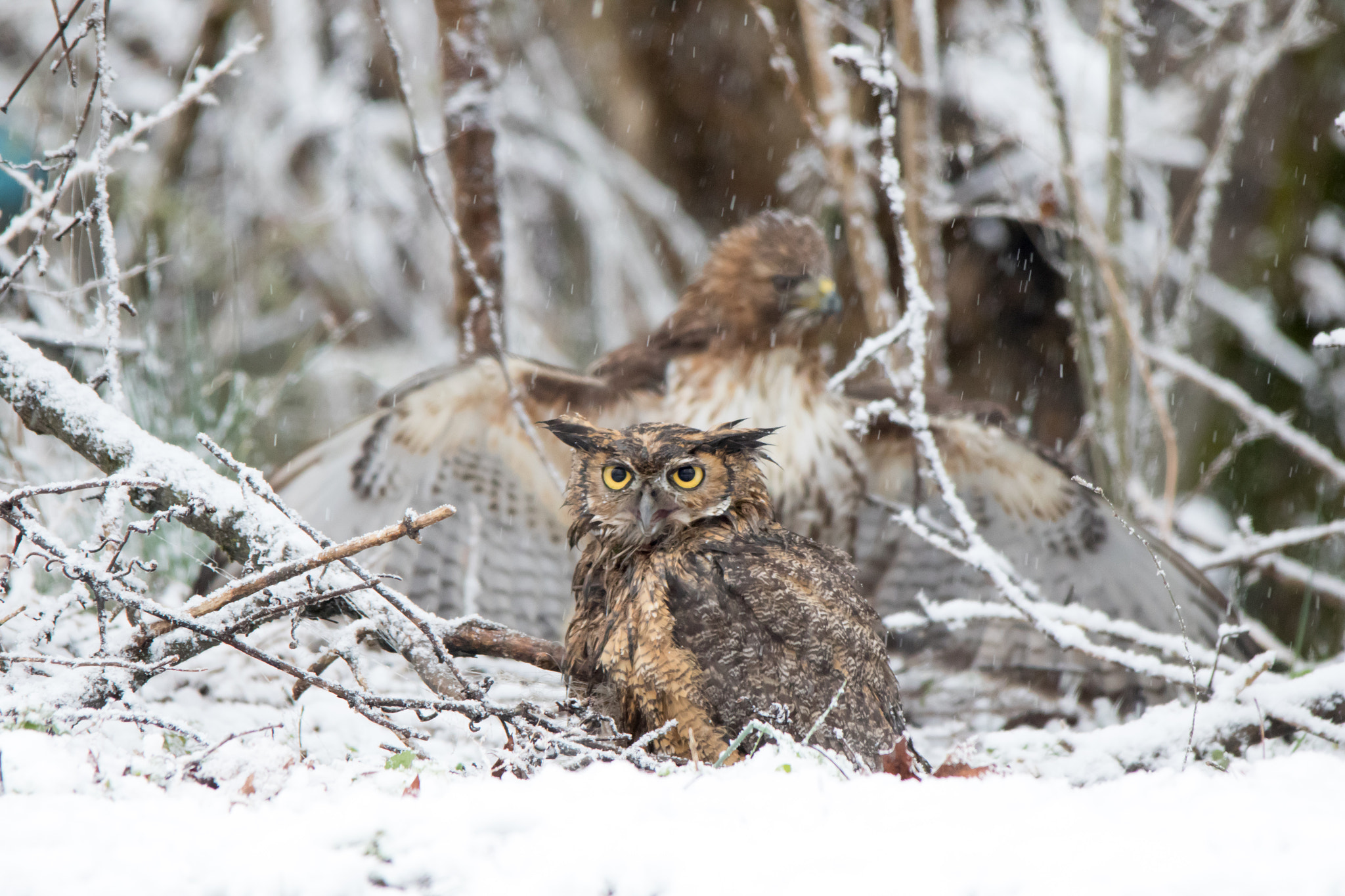 Canon EOS 7D Mark II + Sigma 150-500mm F5-6.3 DG OS HSM sample photo. The standoff ii photography