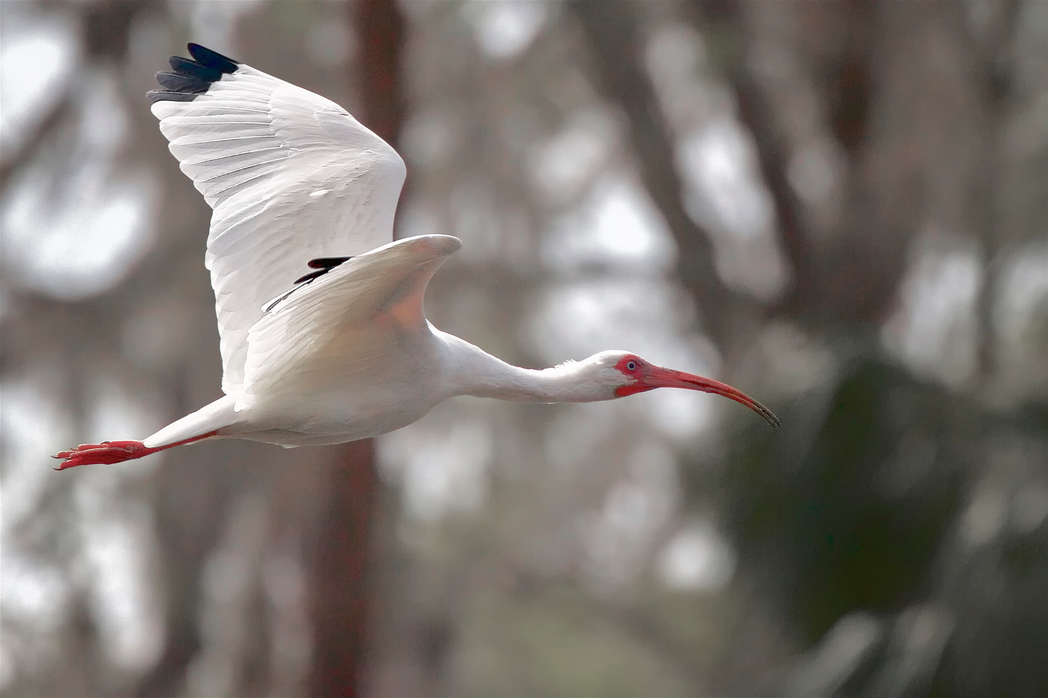 Canon EOS 7D + Canon EF 70-300mm F4-5.6L IS USM sample photo. White ibis photography