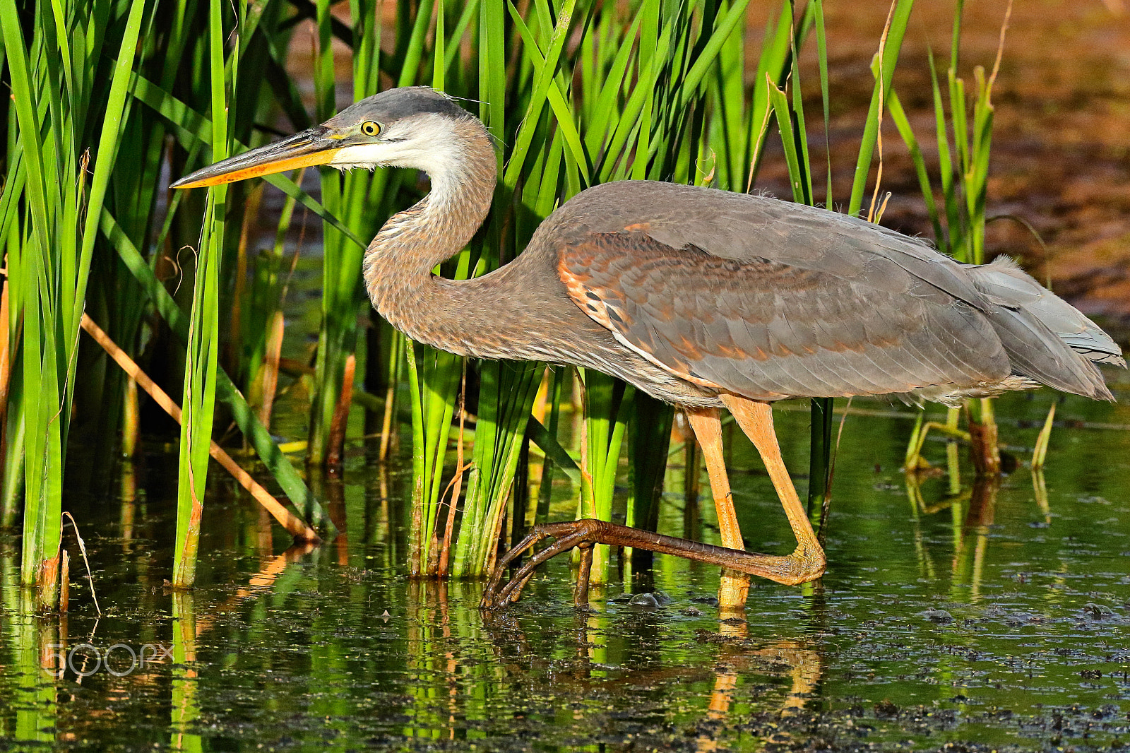 Canon EOS 7D Mark II sample photo. Stealthy great blue heron photography