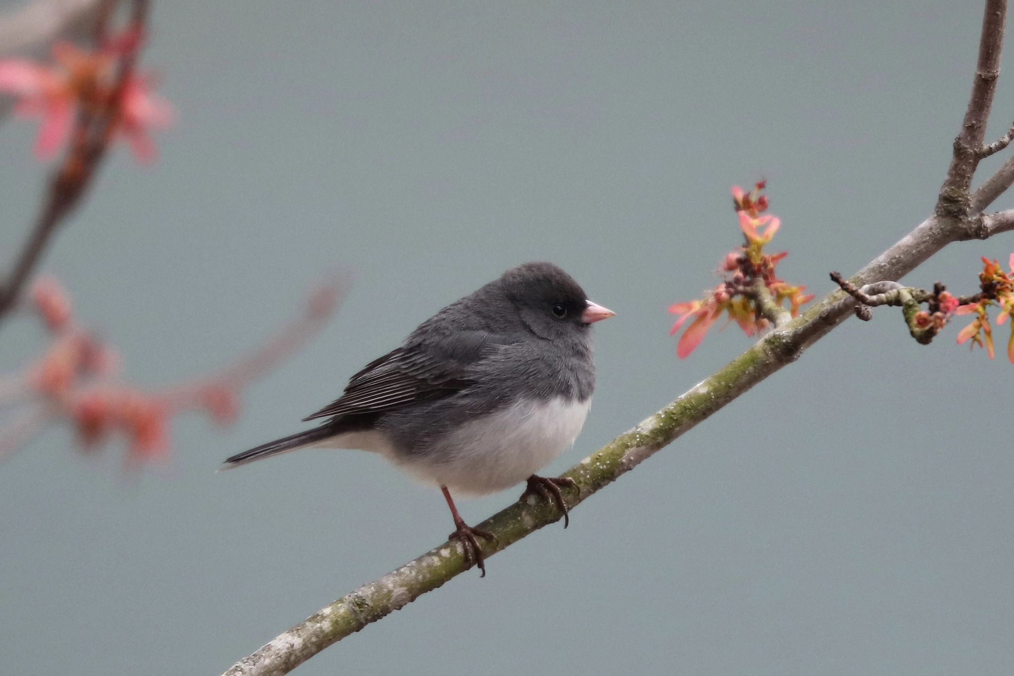 Canon EF 200mm F2L IS USM sample photo. Dark-eyed junco photography