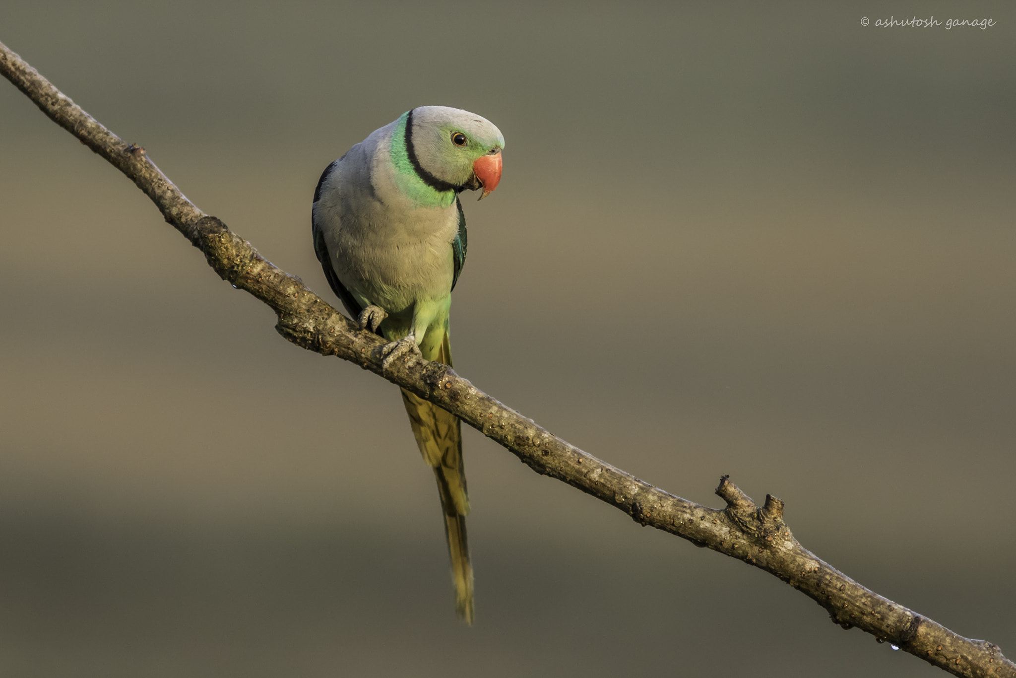 Canon EF 300mm F4L IS USM sample photo. Malabar parakeet photography