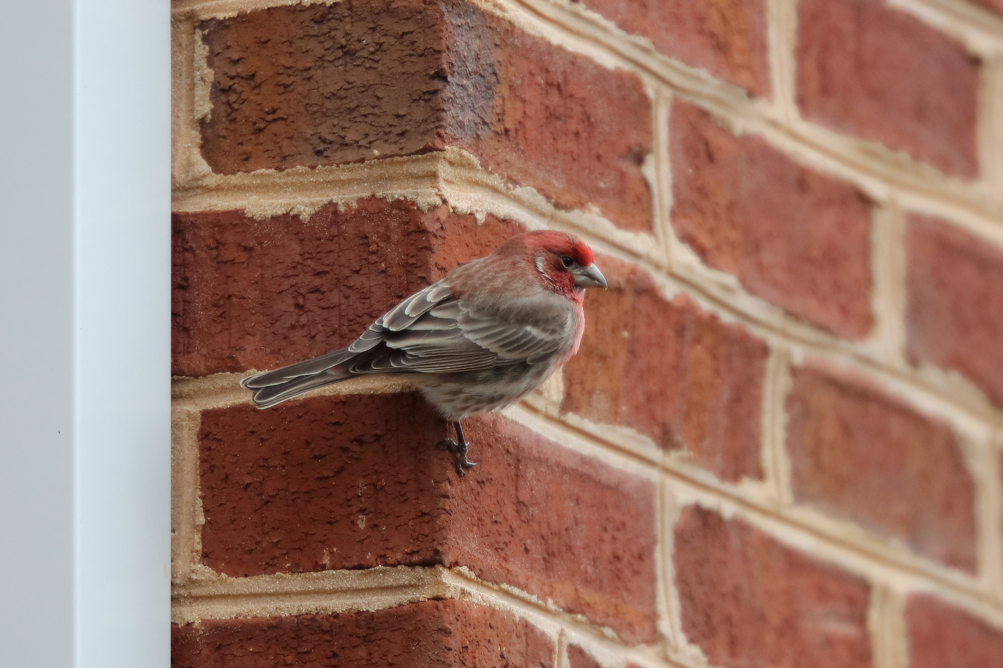 Canon EF 200mm F2L IS USM sample photo. House finch photography