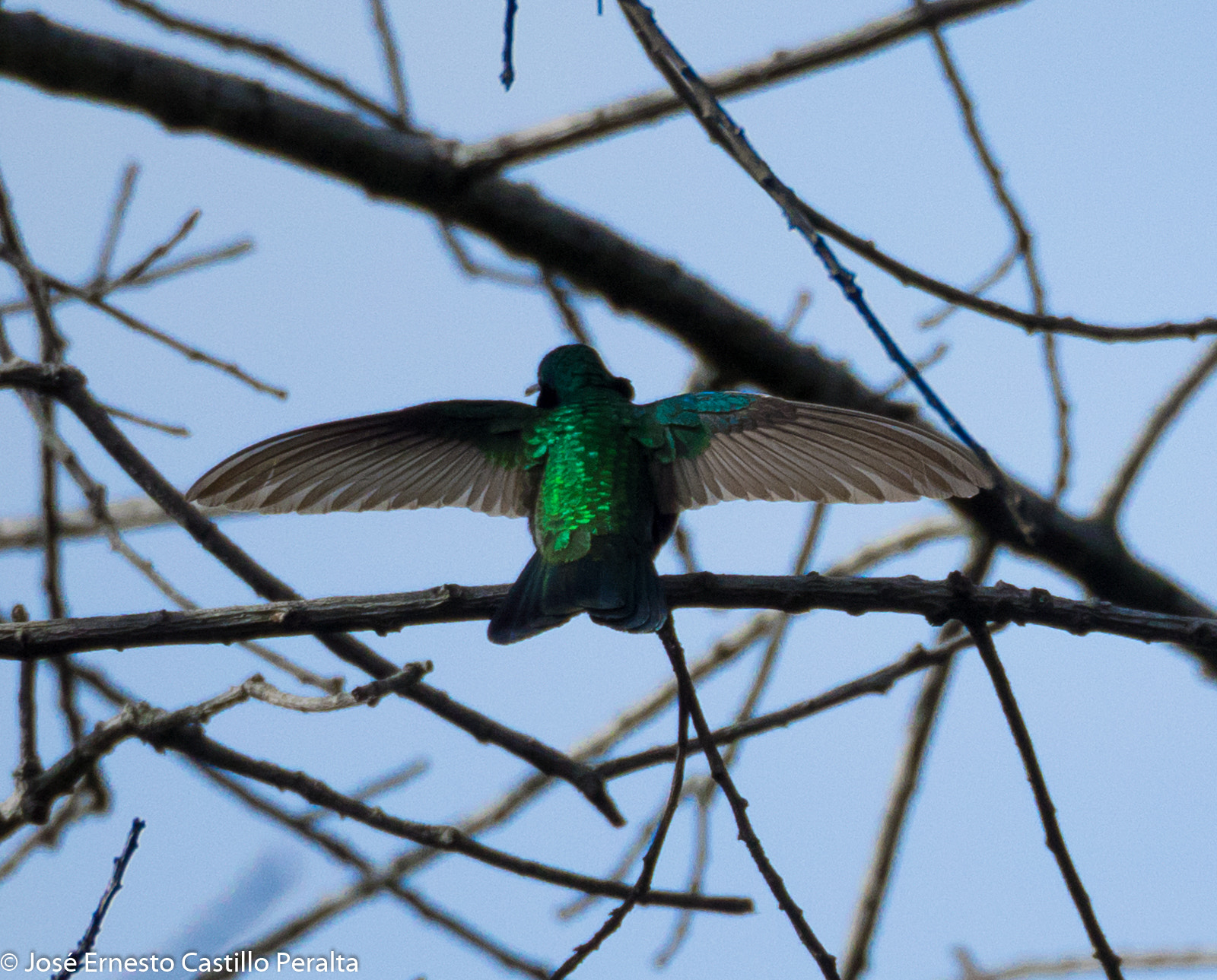 Olympus OM-D E-M1 sample photo. Colibrí chillón - sparkling violetear hummingbird  photography