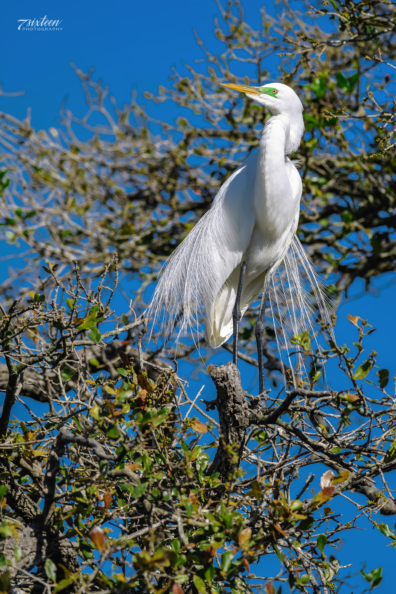 Nikon D500 sample photo. Great-egret photography