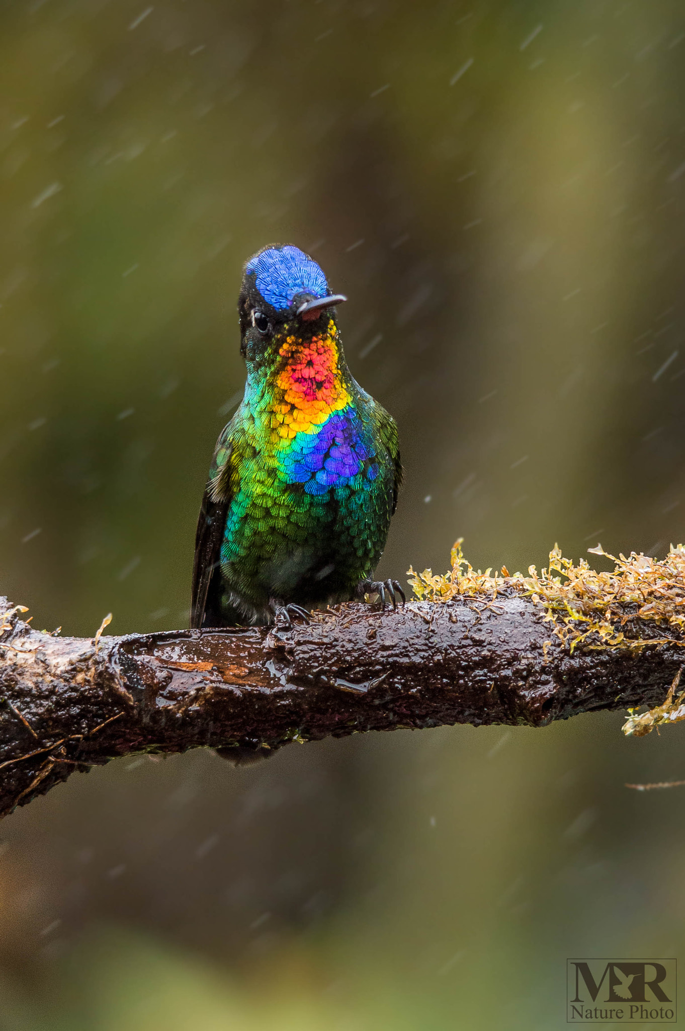 Nikon D3200 + Sigma 150-500mm F5-6.3 DG OS HSM sample photo. Fiery-throated hummingbird photography