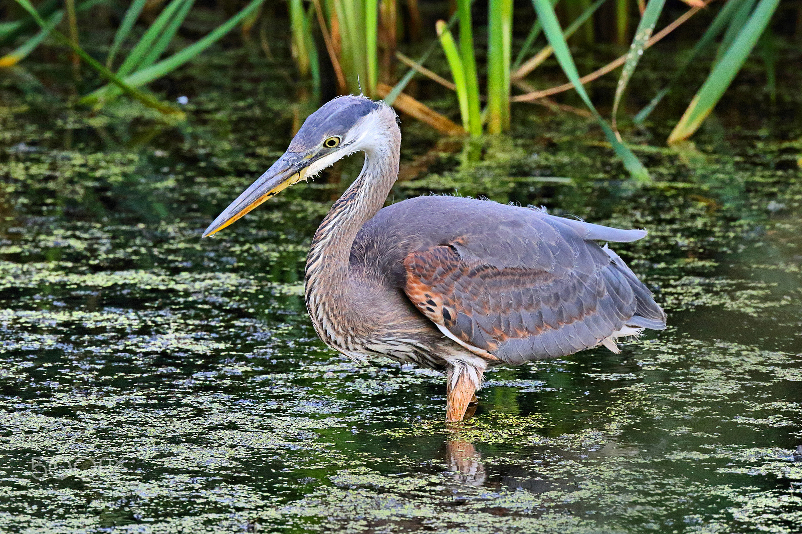 Canon EF 400mm F4 DO IS II USM sample photo. Wading great blue heron ii photography