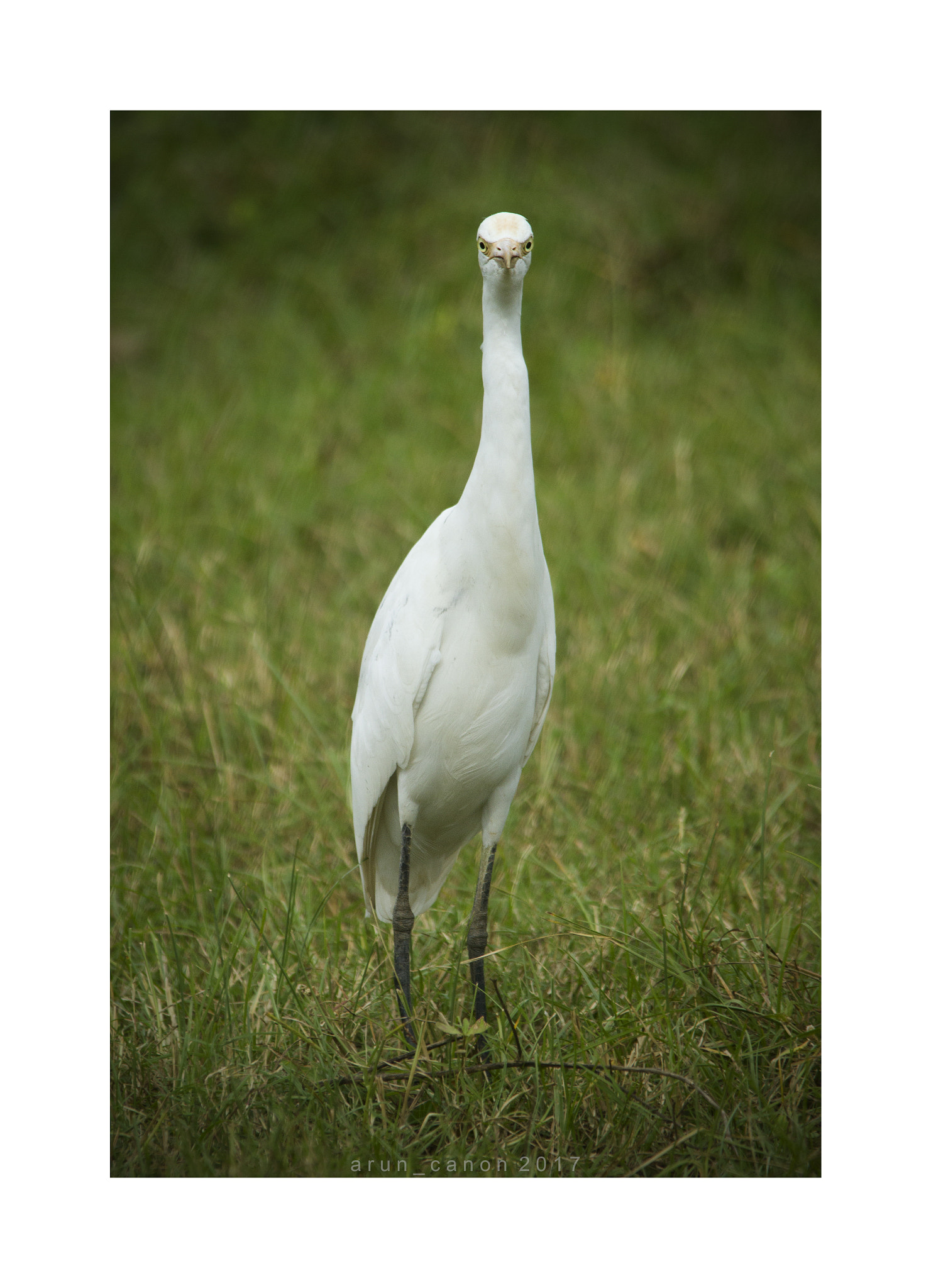 Sigma 150-500mm F5-6.3 DG OS HSM sample photo. Straight portrait photography