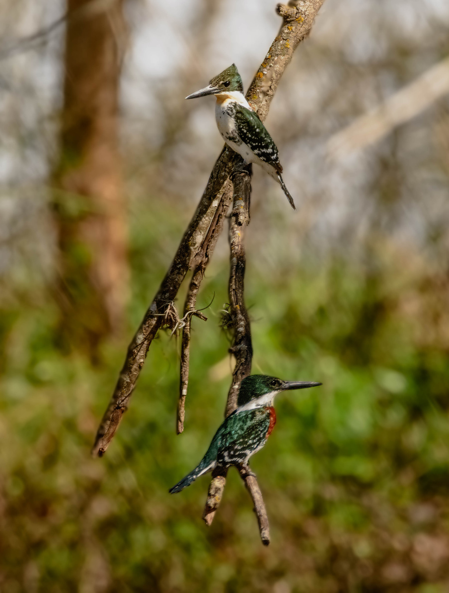 Nikon D7100 sample photo. Green-kingfisher pair photography