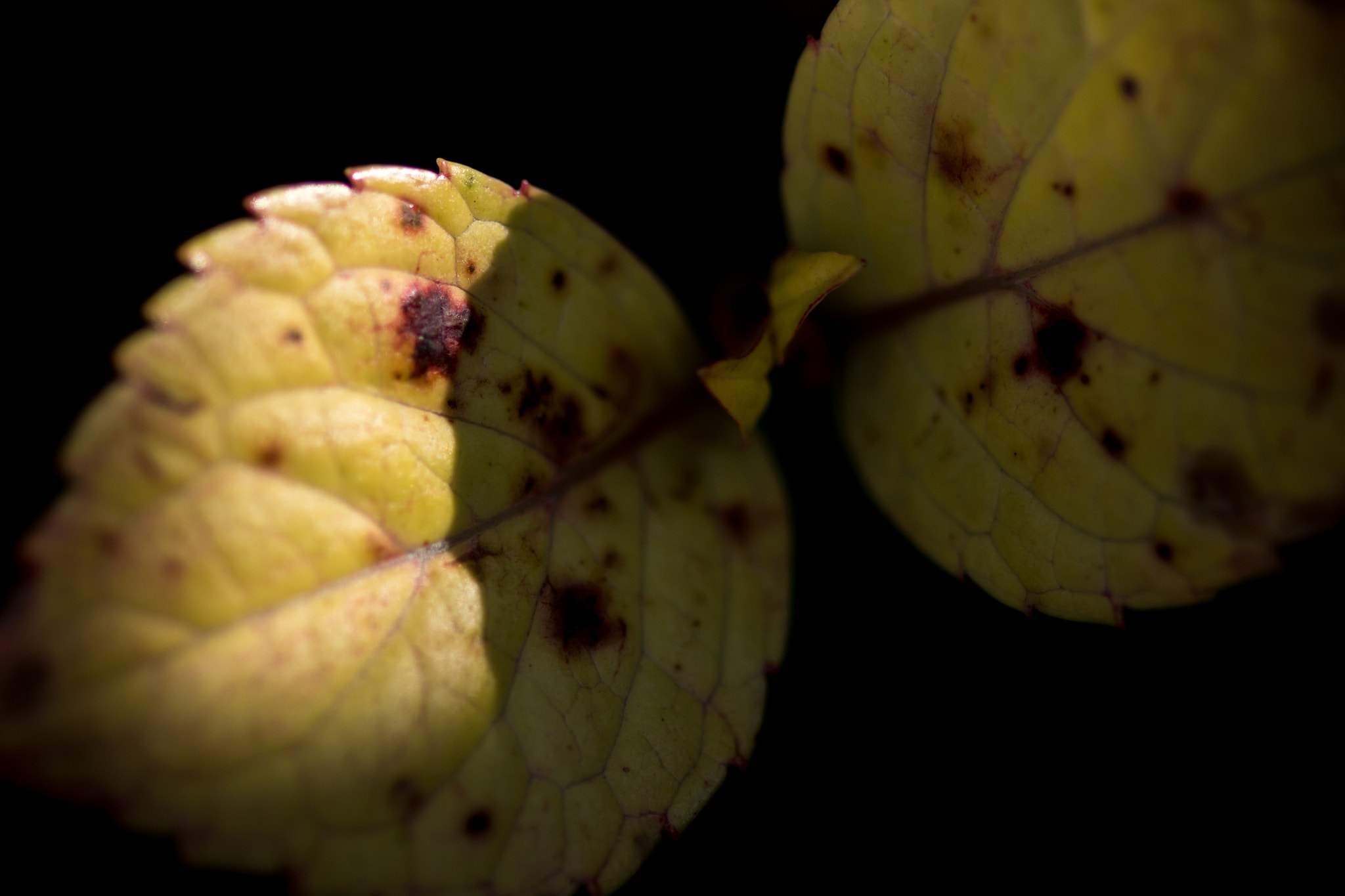 ZEISS Makro-Planar T* 100mm F2 sample photo. Shadow on the yellow leaves photography