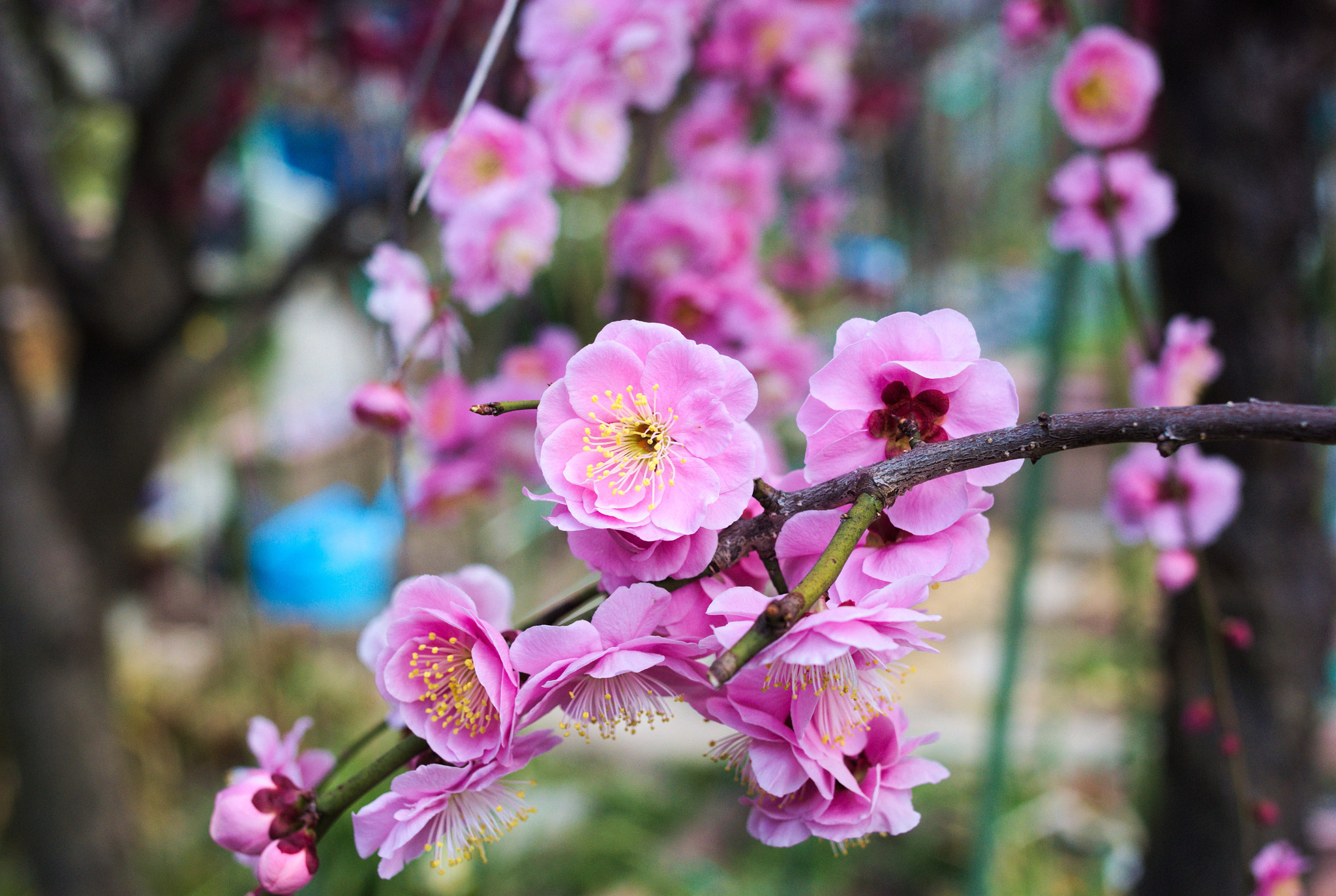 Pentax K200D + Pentax smc DA 35mm F2.4 AL sample photo. Red plum photography