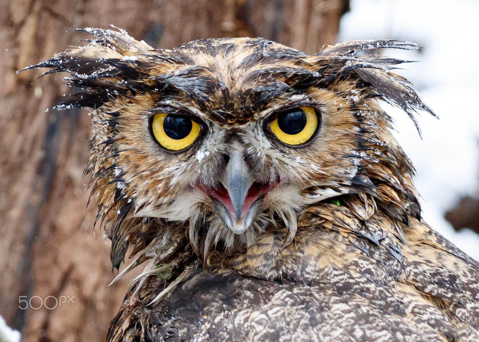 Canon EF 70-200mm F4L USM sample photo. Great horned owl ii photography