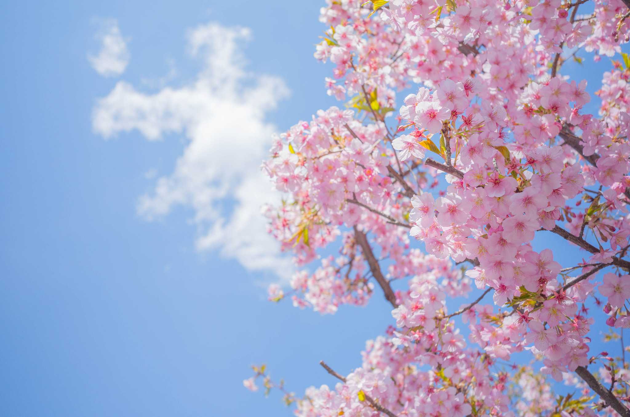 Leica X (Typ 113) sample photo. Kawazu cherry blossoms @ kawagoe, koedo photography