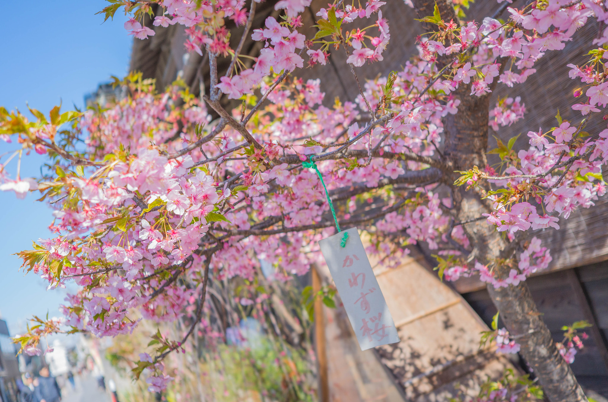 Leica X (Typ 113) sample photo. Kawazu cherry blossoms @ kawagoe, koedo photography