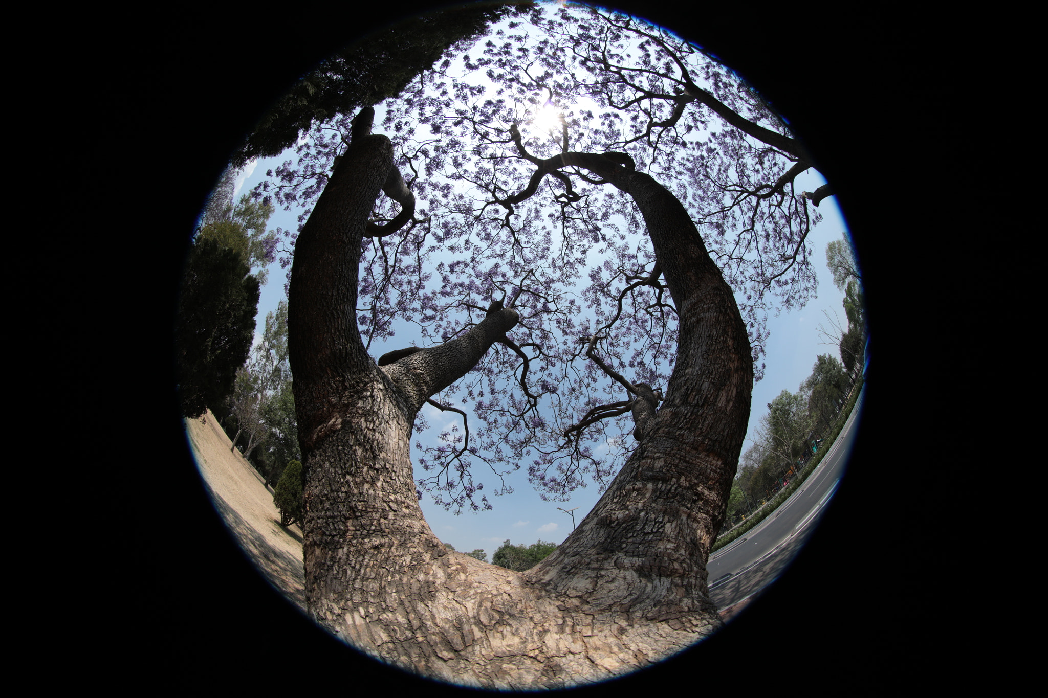 Canon EOS 5DS R + Canon EF 8-15mm F4L Fisheye USM sample photo. The jacarandas in bloom. photography