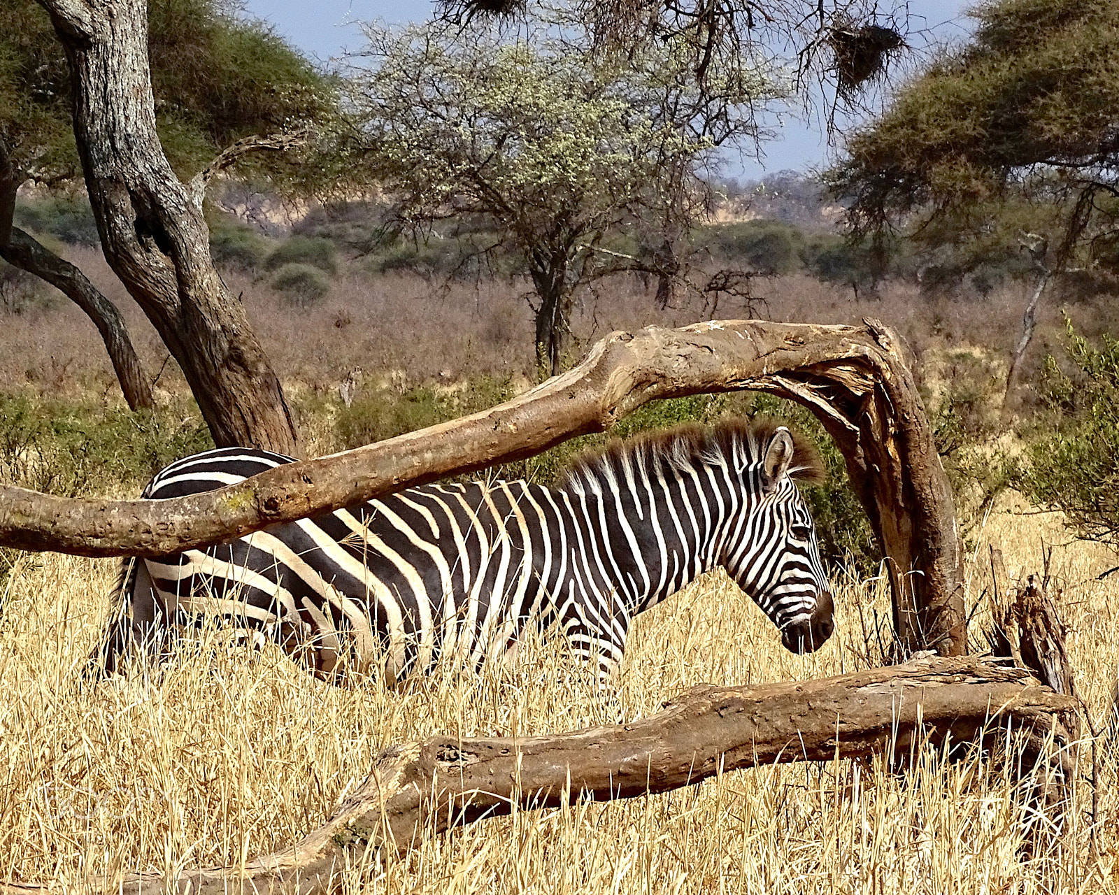 Sony 24-210mm F2.8-6.3 sample photo. Zebra framed by dead tree - tarangire photography