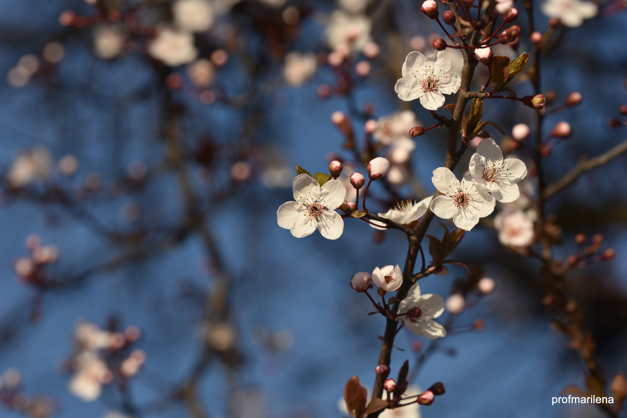Sigma 150mm F2.8 EX DG OS Macro HSM sample photo. Blooming in a blue sky photography