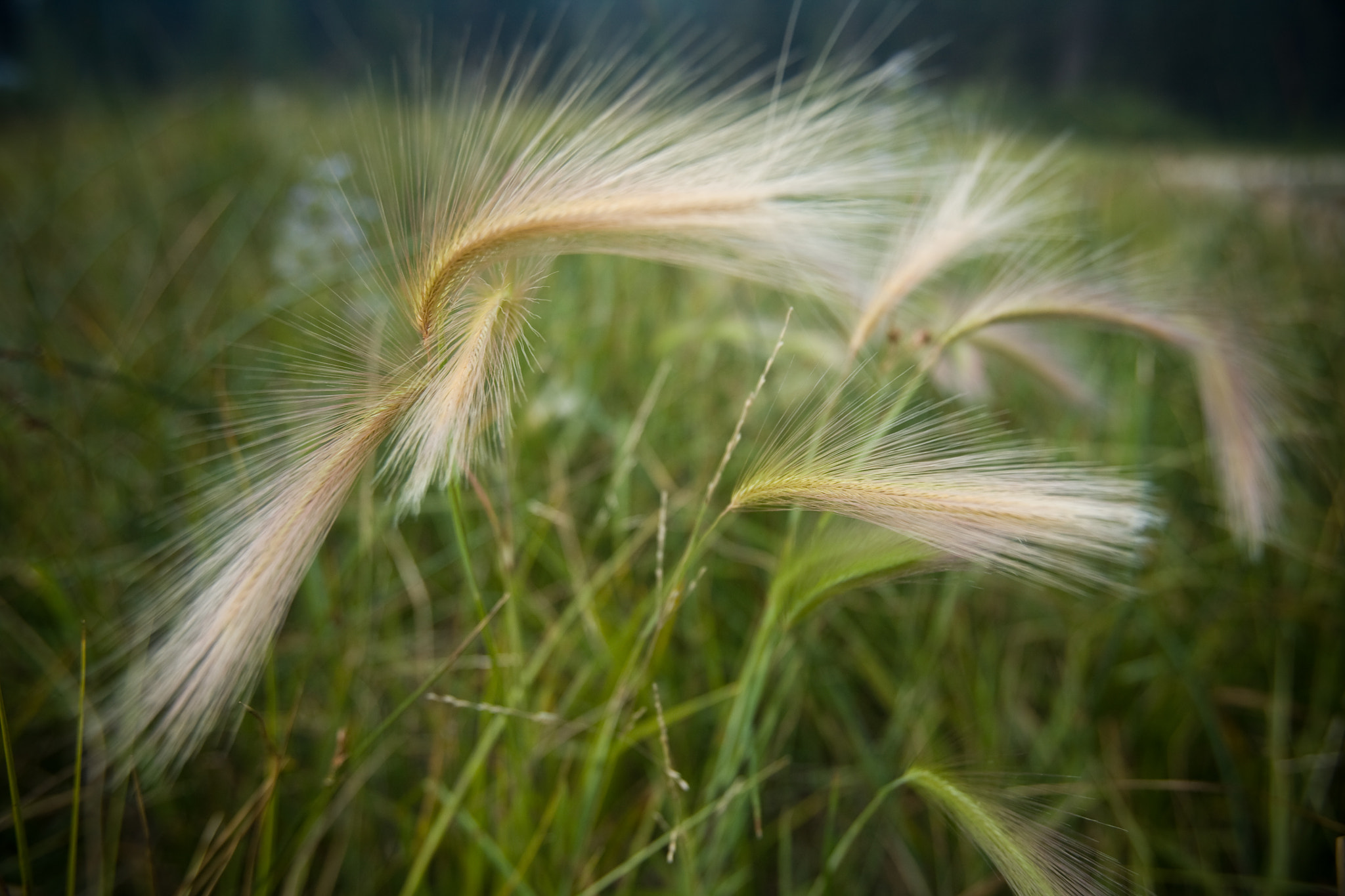 Canon EOS 5D + Canon EF 16-35mm F2.8L USM sample photo. Foxtail grass photography