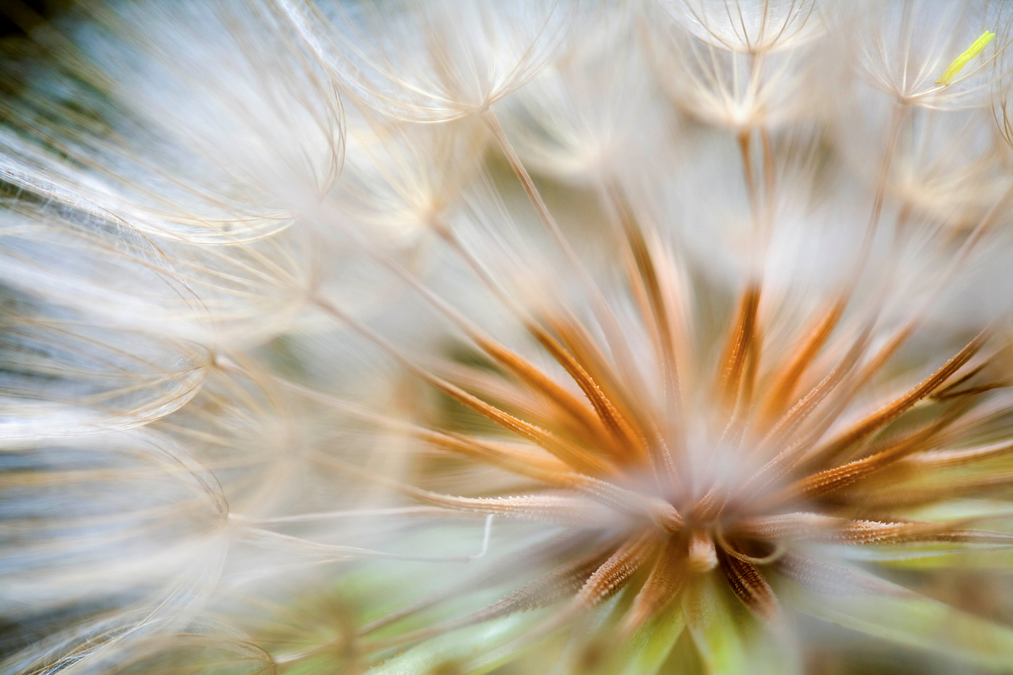 Canon EOS 5D + Canon EF 100mm F2.8 Macro USM sample photo. Seed nexus photography