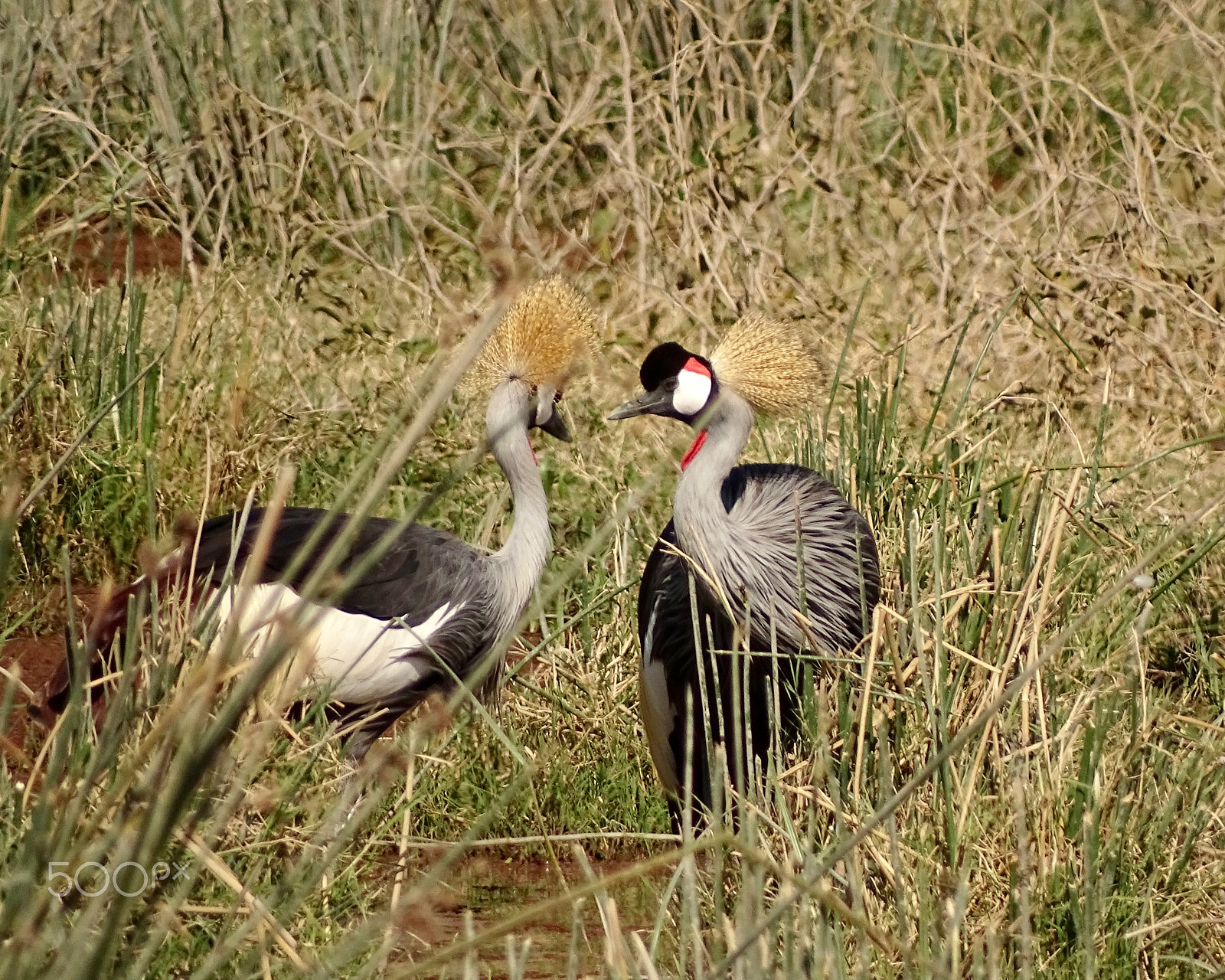 Sony 24-210mm F2.8-6.3 sample photo. Crowned cranes - ngorongoro crater photography