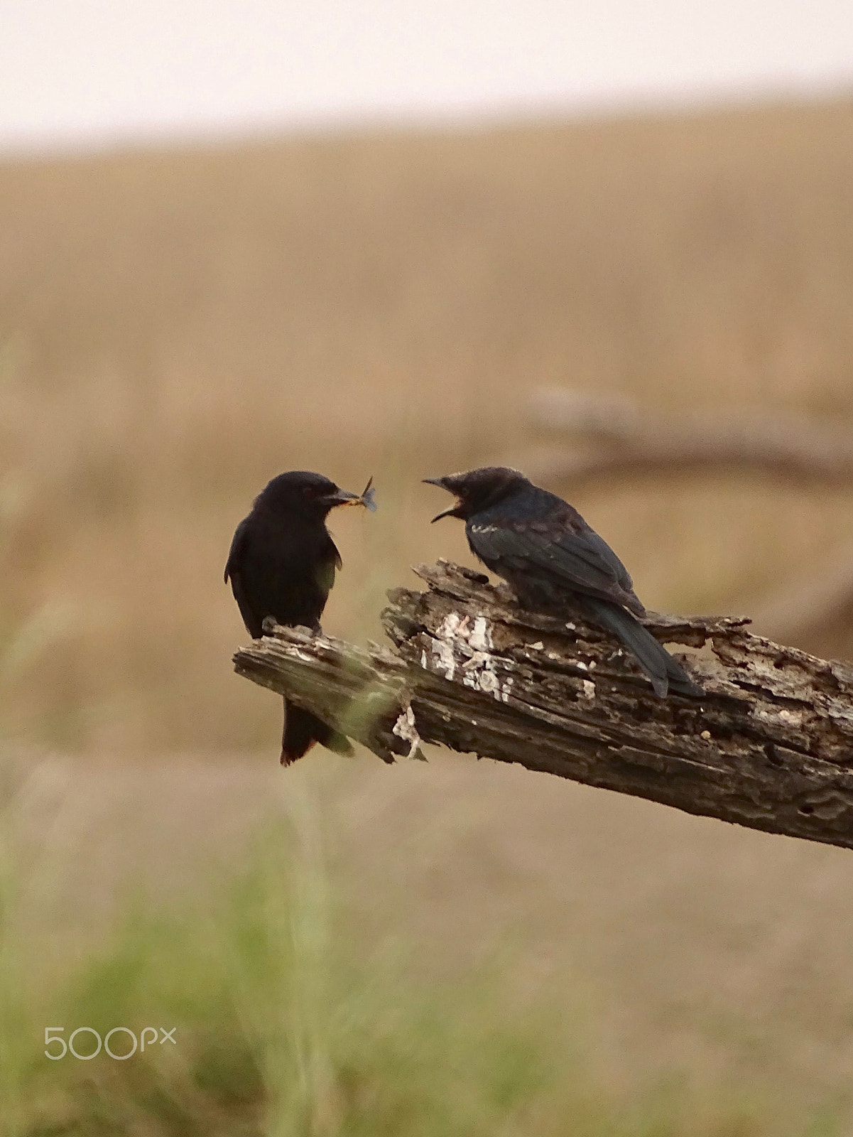 Sony 24-210mm F2.8-6.3 sample photo. Slate colored boubou - central serengeti photography