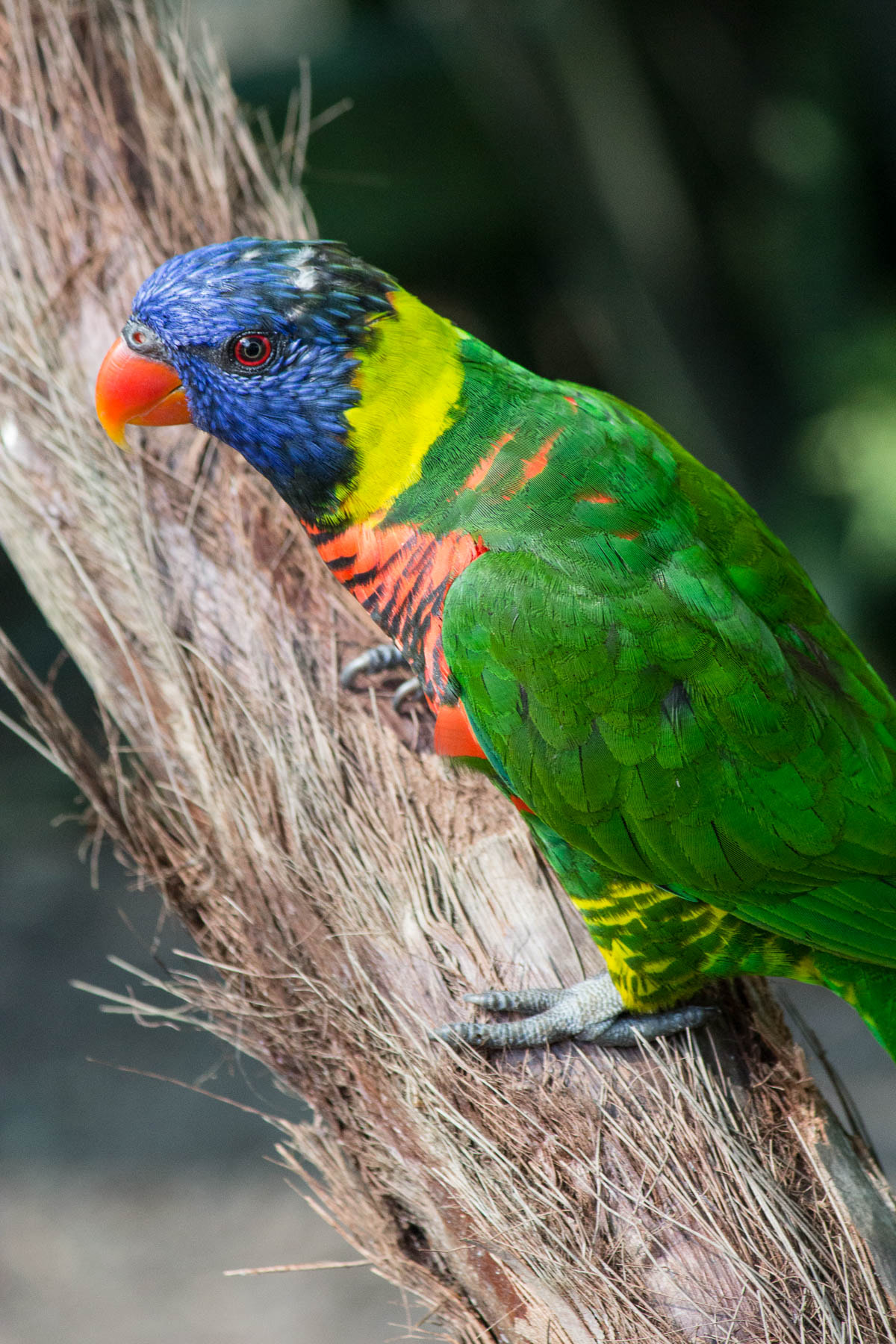 Canon EF-S 55-250mm F4-5.6 IS sample photo. Rainbow lorikeet photography