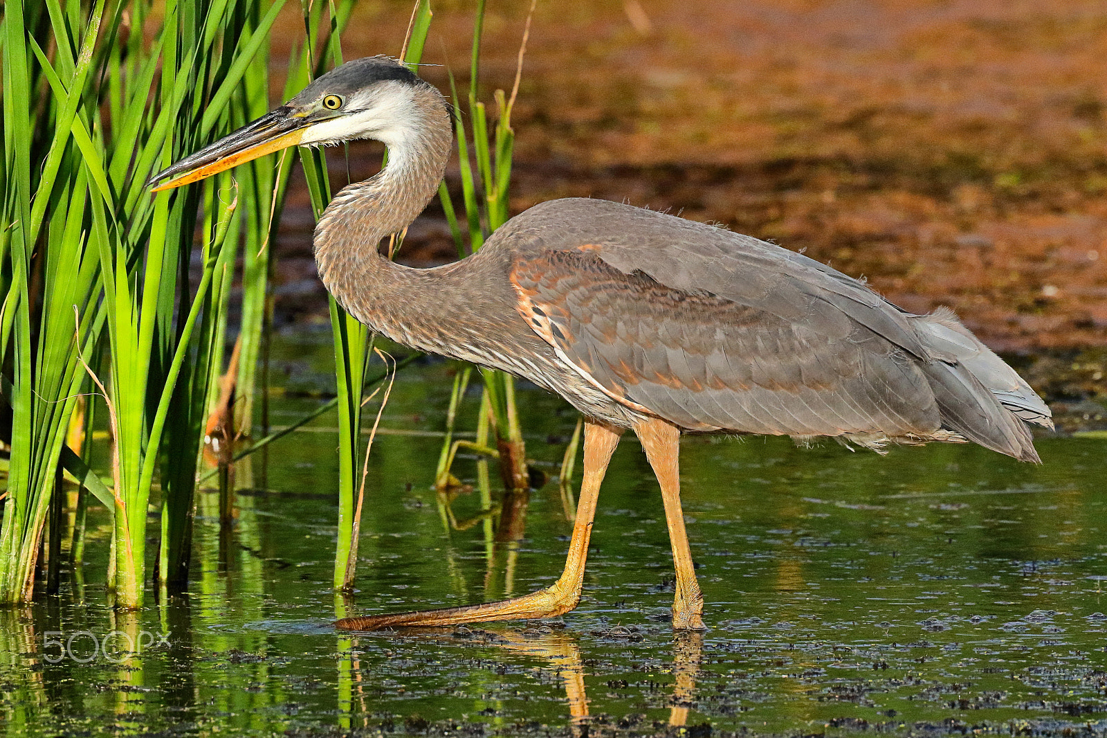 Canon EOS 7D Mark II sample photo. Stealthy great blue heron ii photography