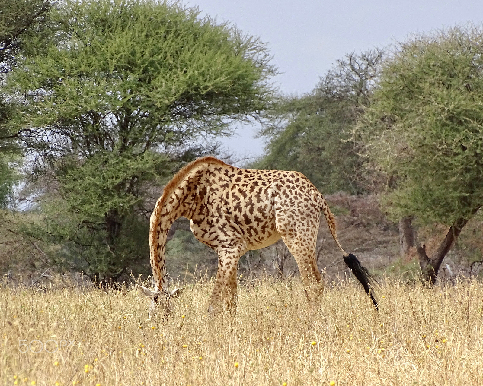 Sony 24-210mm F2.8-6.3 sample photo. Giraffe - tarangire photography