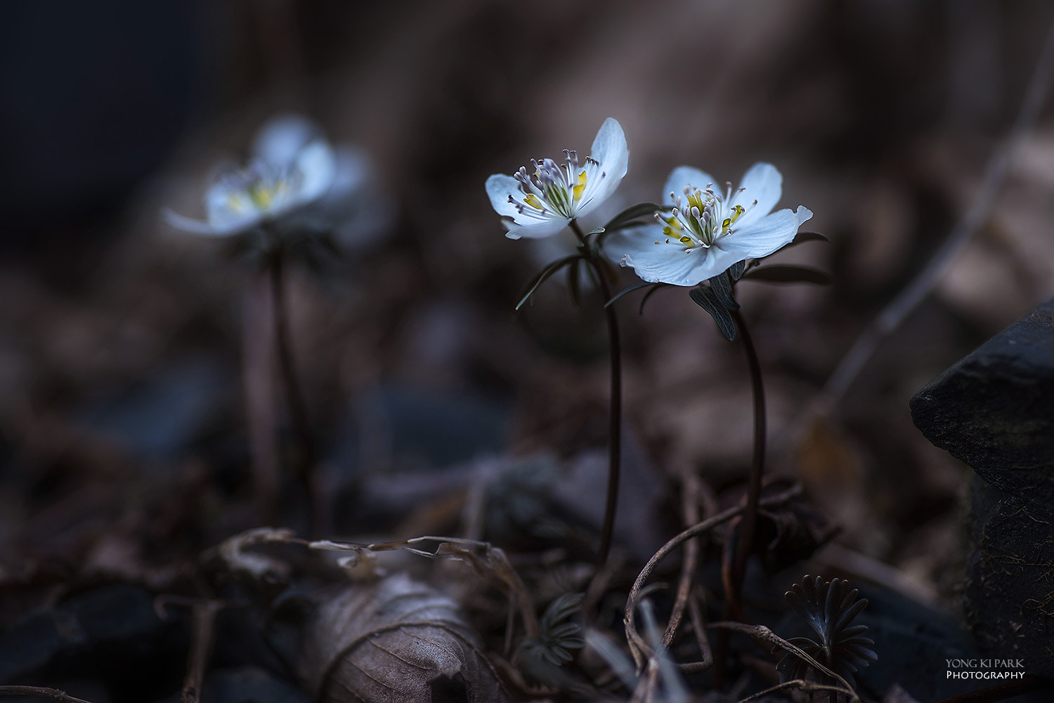 Pentax smc D-FA 100mm F2.8 Macro WR sample photo. Lovely spring wind-3 photography