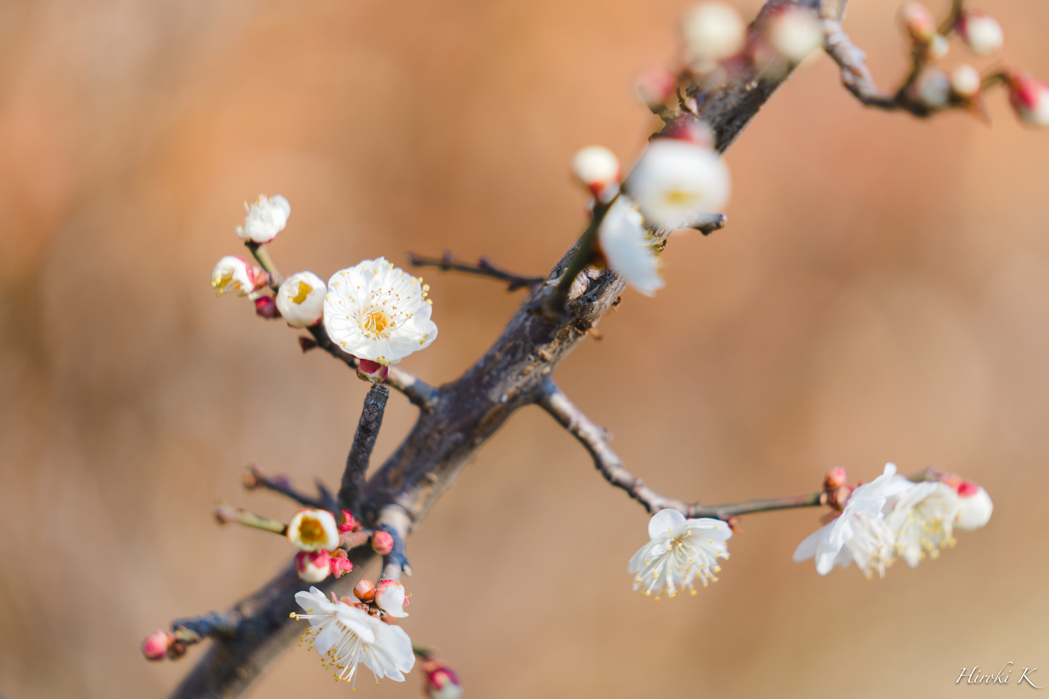 Sony FE 70-200mm F2.8 GM OSS sample photo. Japanese plum blossoms photography