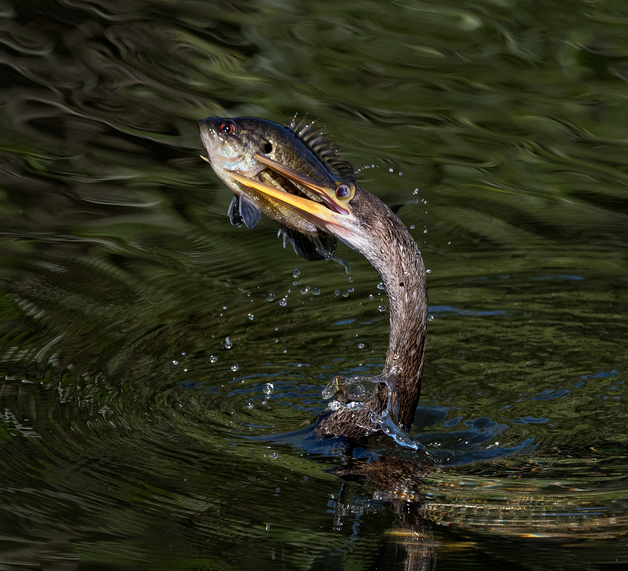 Nikon D500 sample photo. Female anhinga with non-native oscar photography