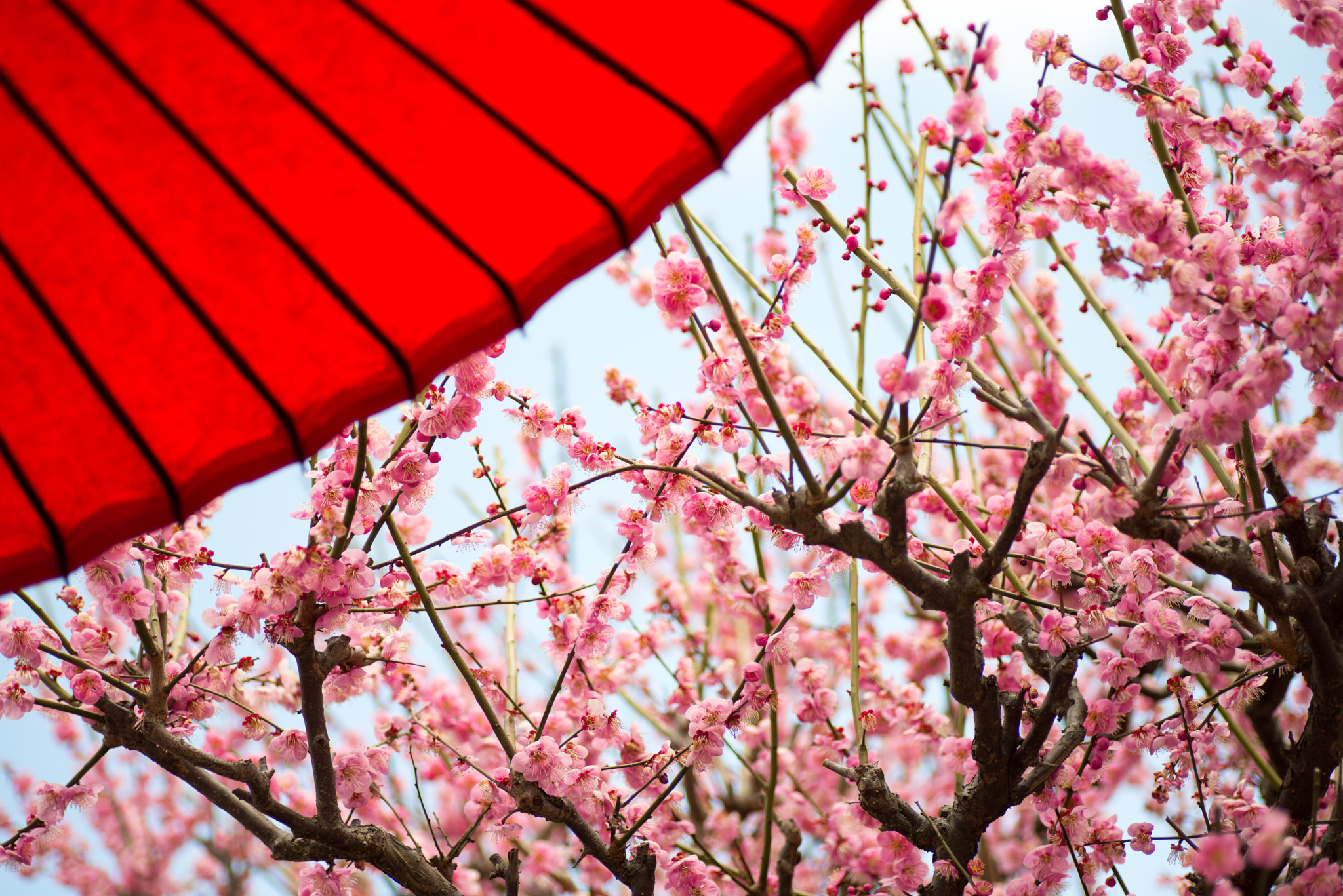 Nikon D600 sample photo. Plum photography
