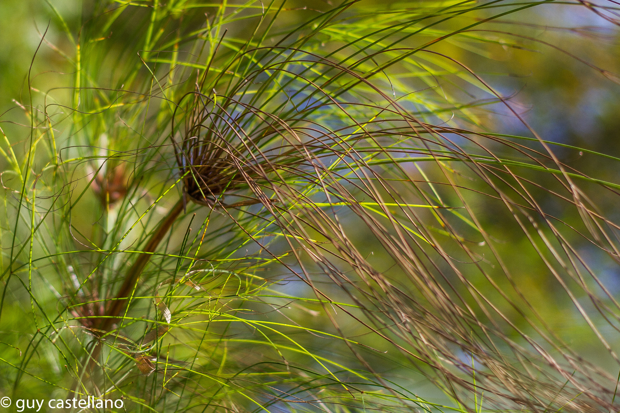 Canon EOS 7D + Canon EF 40mm F2.8 STM sample photo. Papyrus in the wind photography