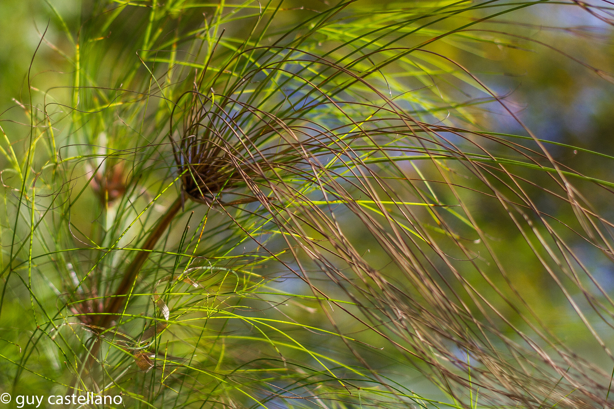Canon EF 40mm F2.8 STM sample photo. Papyrus in the wind photography