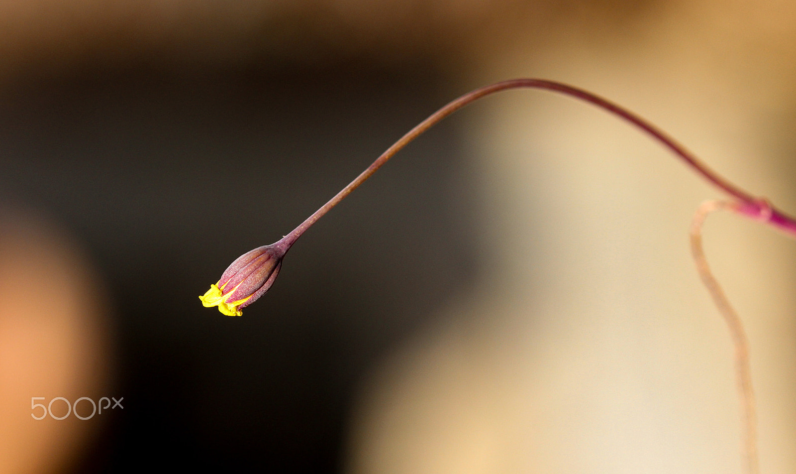 Sigma 105mm F2.8 EX DG OS HSM sample photo. Tiniest street lamp photography