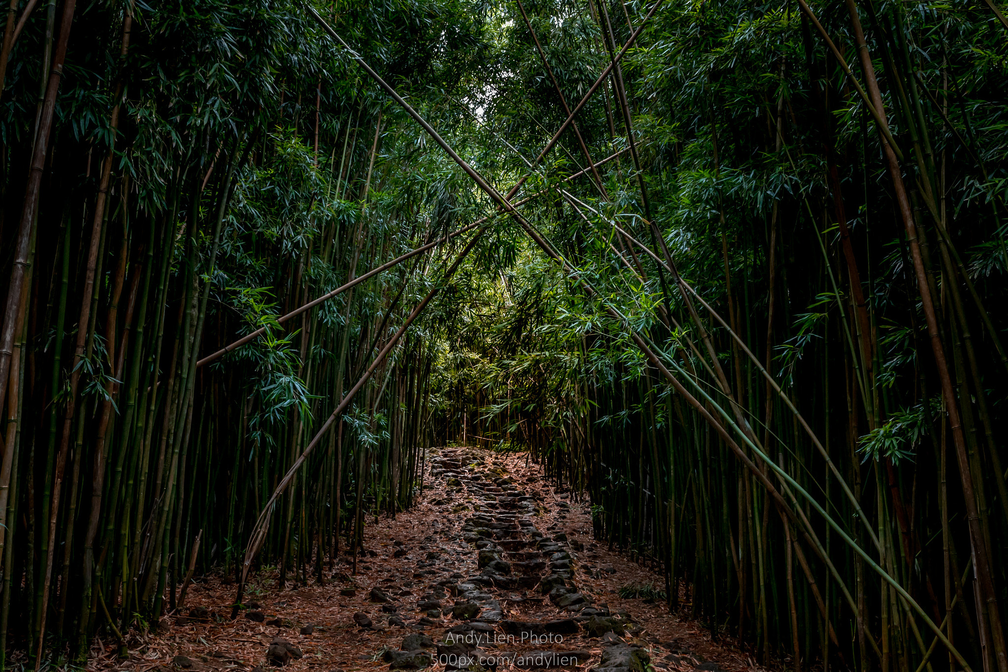 Sony a6500 sample photo. Bamboo cathedral.  maui, hawaii. photography