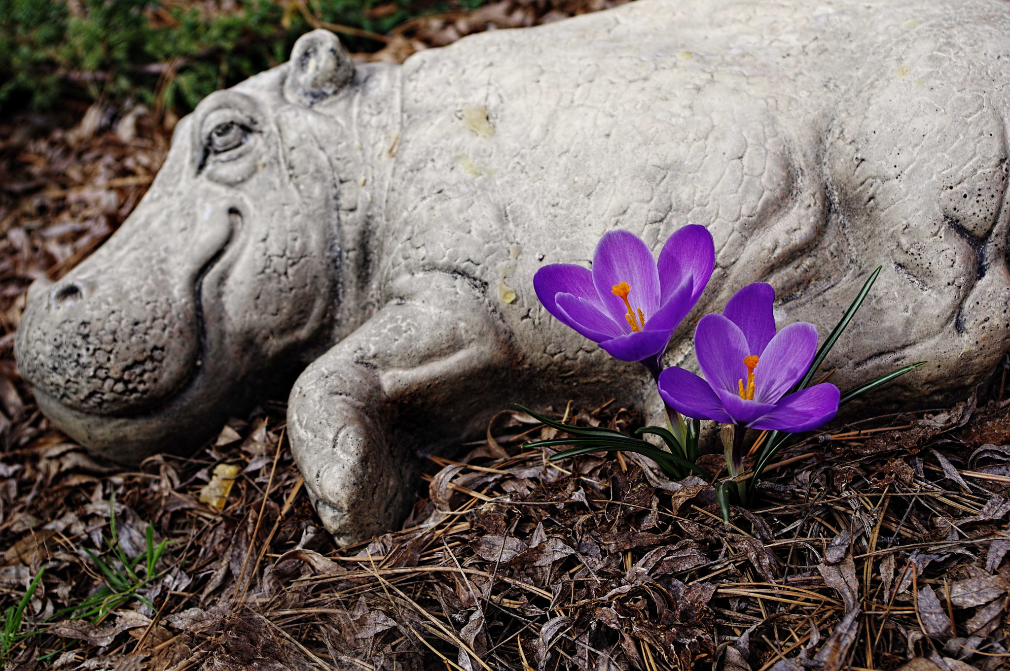 Pentax K-3 + Pentax smc DA 18-55mm F3.5-5.6 ED AL II (IF) sample photo. Hippo flowers photography