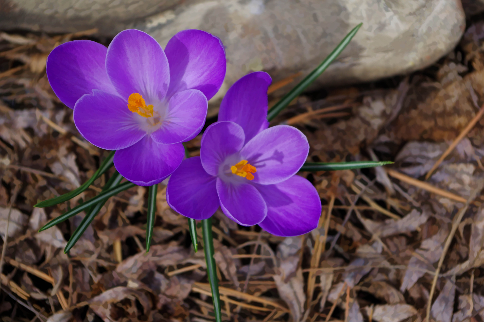 Pentax K-3 sample photo. Late winter first flower photography