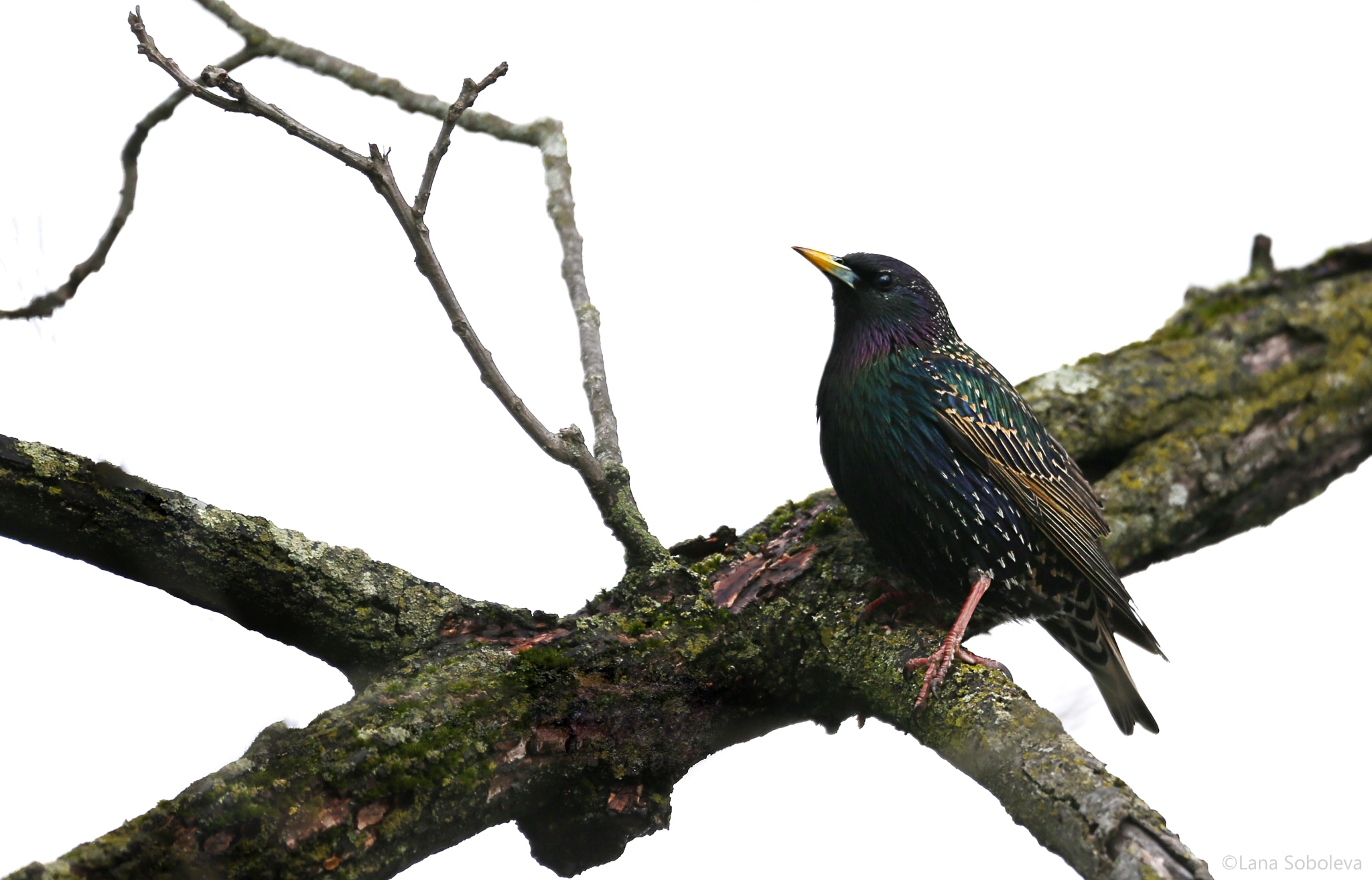 150-600mm F5-6.3 DG OS HSM | Contemporary 015 sample photo. Darling starling photography