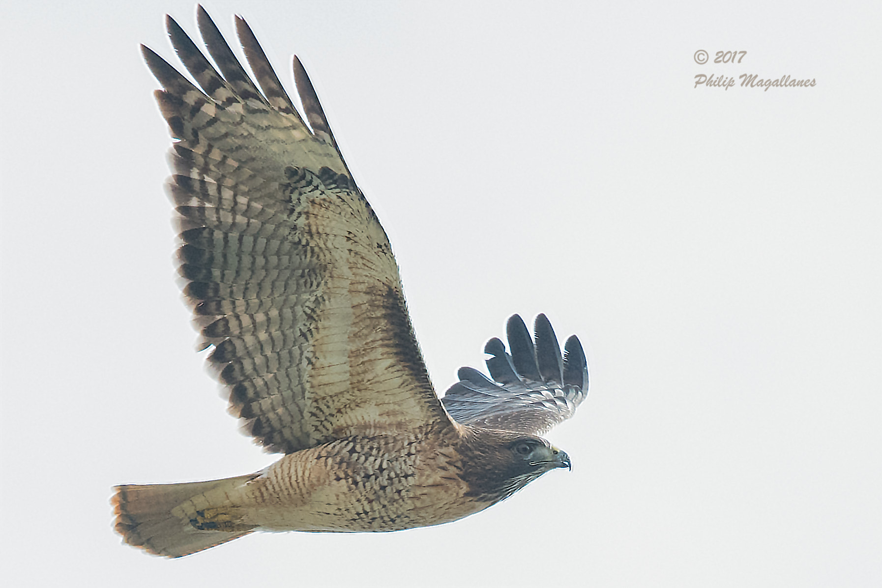 Nikon D500 sample photo. Red tailed hawk in a head wind photography