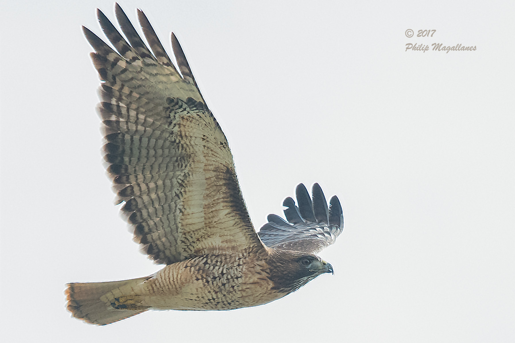 Nikon Nikkor AF-S 300mm F4E PF ED VR sample photo. Red tailed hawk in a head wind photography
