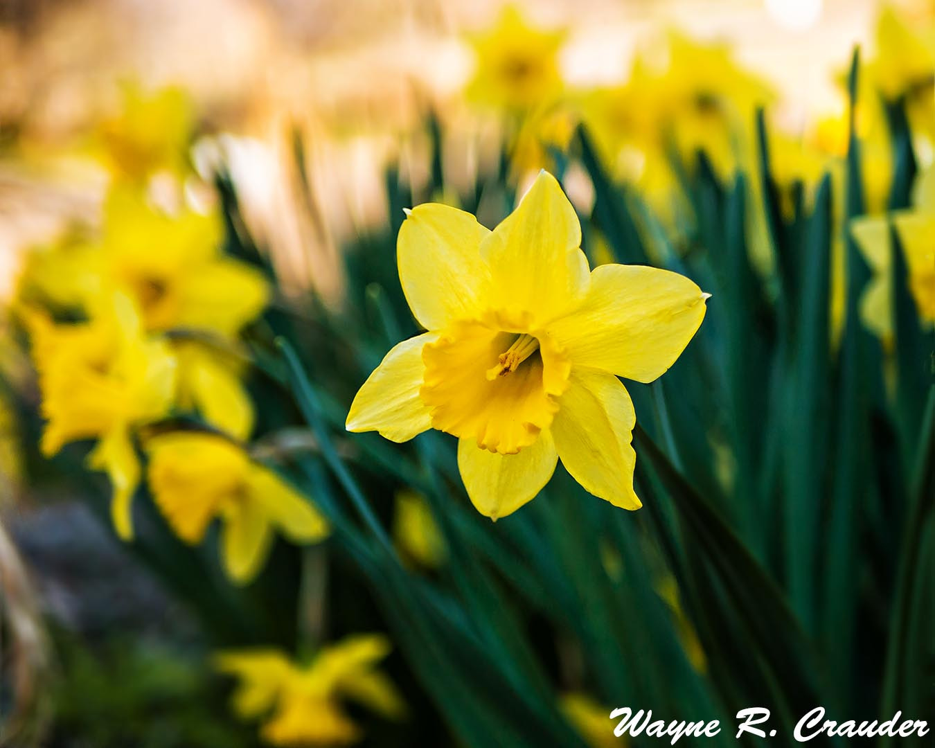 Panasonic Lumix DMC-GF5 + LUMIX G 25/F1.7 sample photo. Bernheim march photography