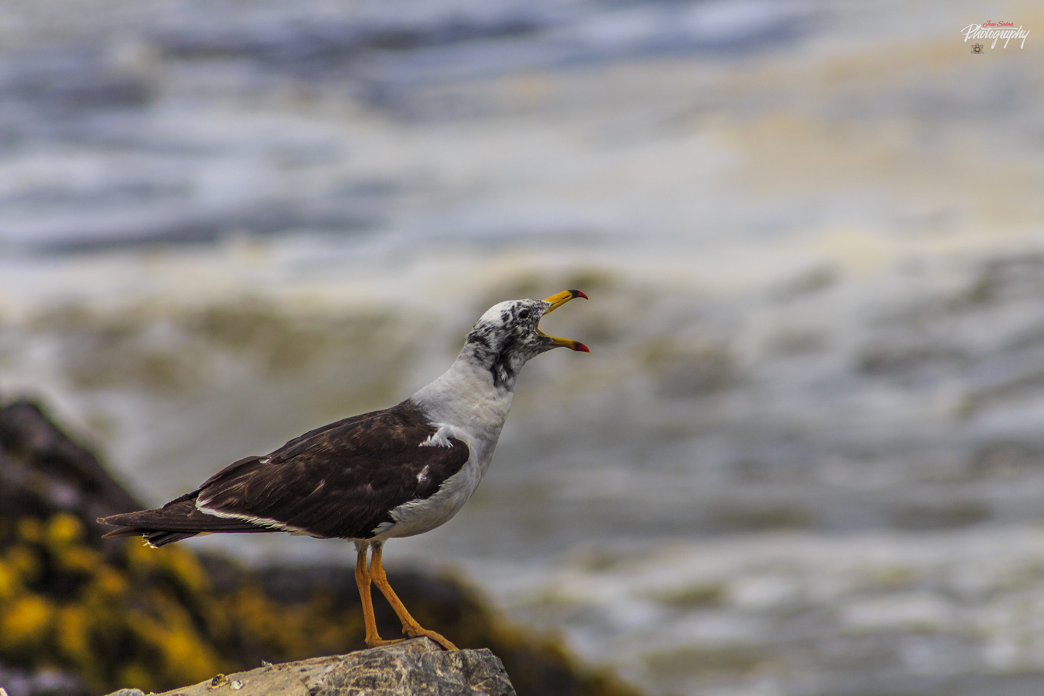 Canon EF 75-300mm f/4-5.6 USM sample photo. Gaviota photography
