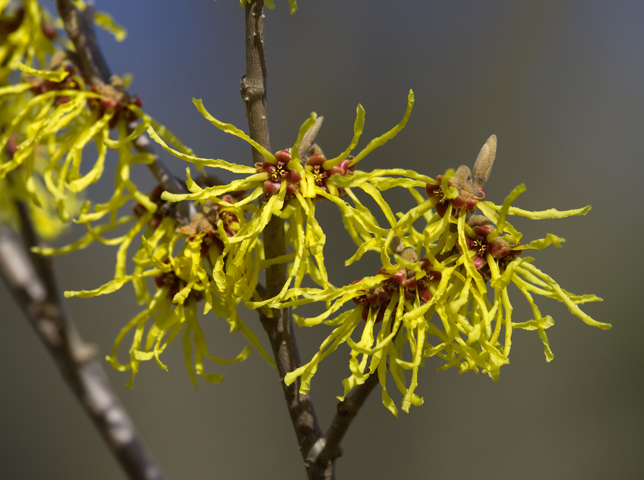 Olympus M.Zuiko Digital 300mm F4 IS Pro sample photo. Witch hazel (3) photography