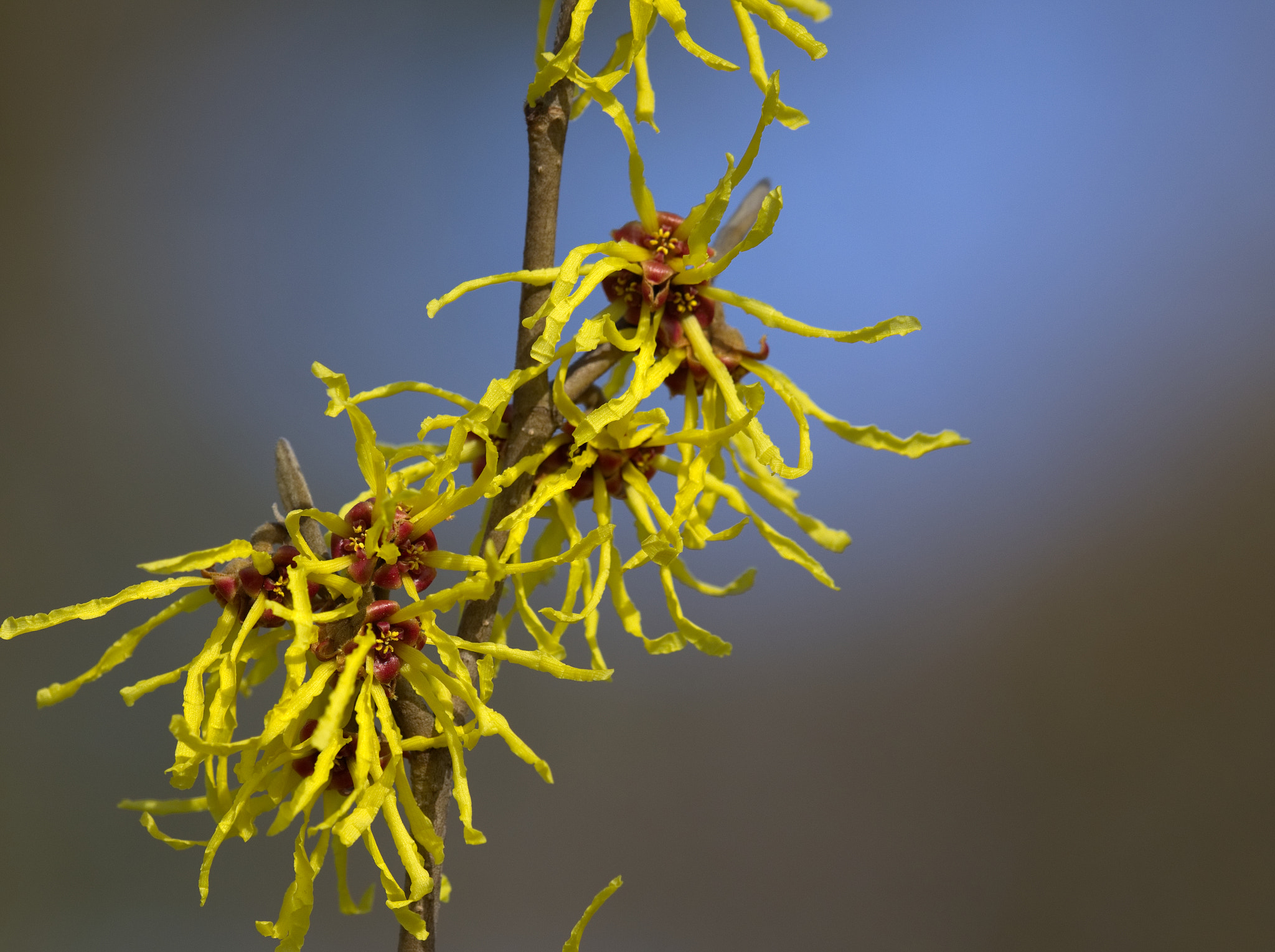 Olympus M.Zuiko Digital 300mm F4 IS Pro sample photo. Witch hazel (2) photography