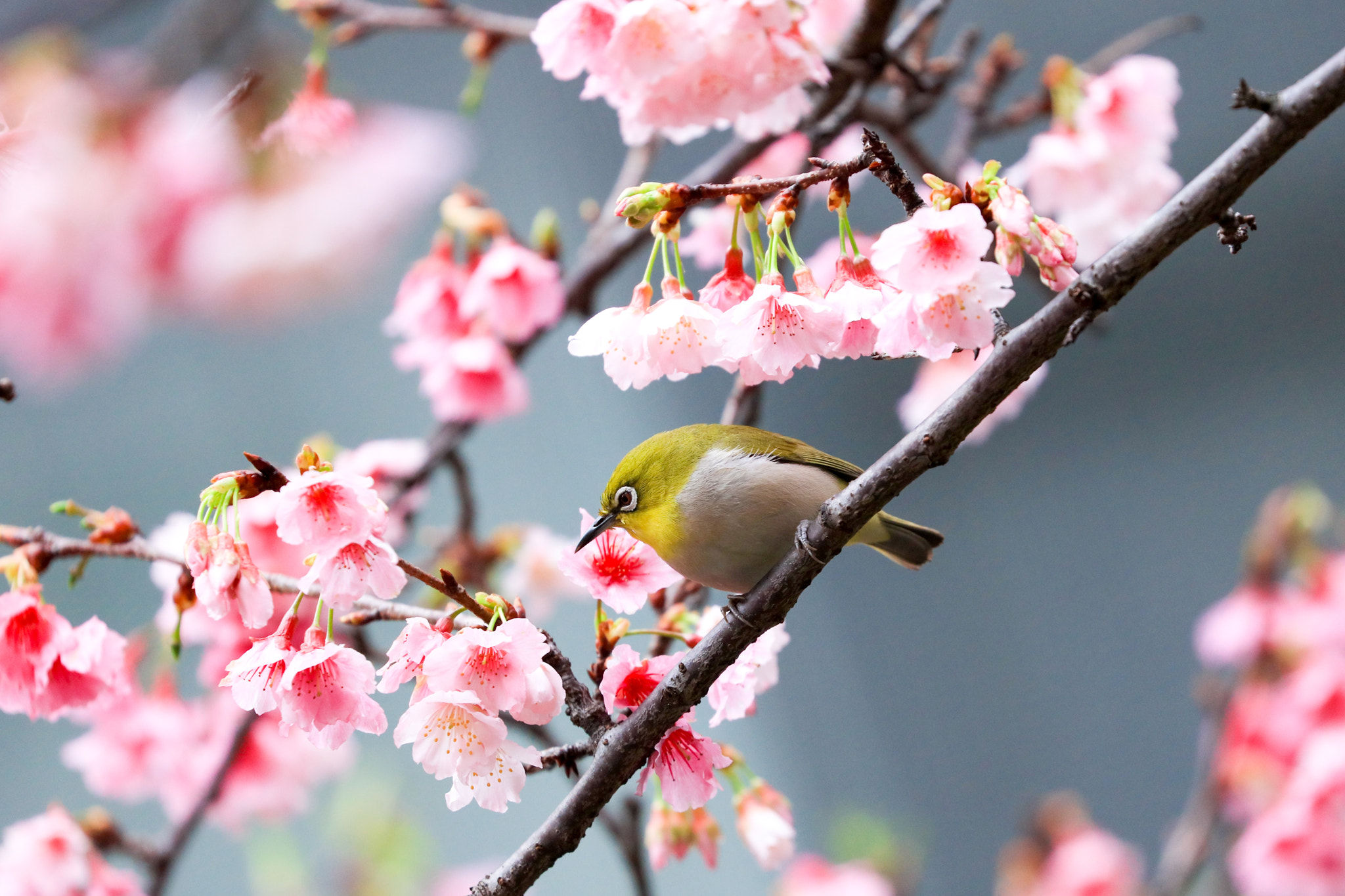 Canon EOS 5DS sample photo. Sakura photography