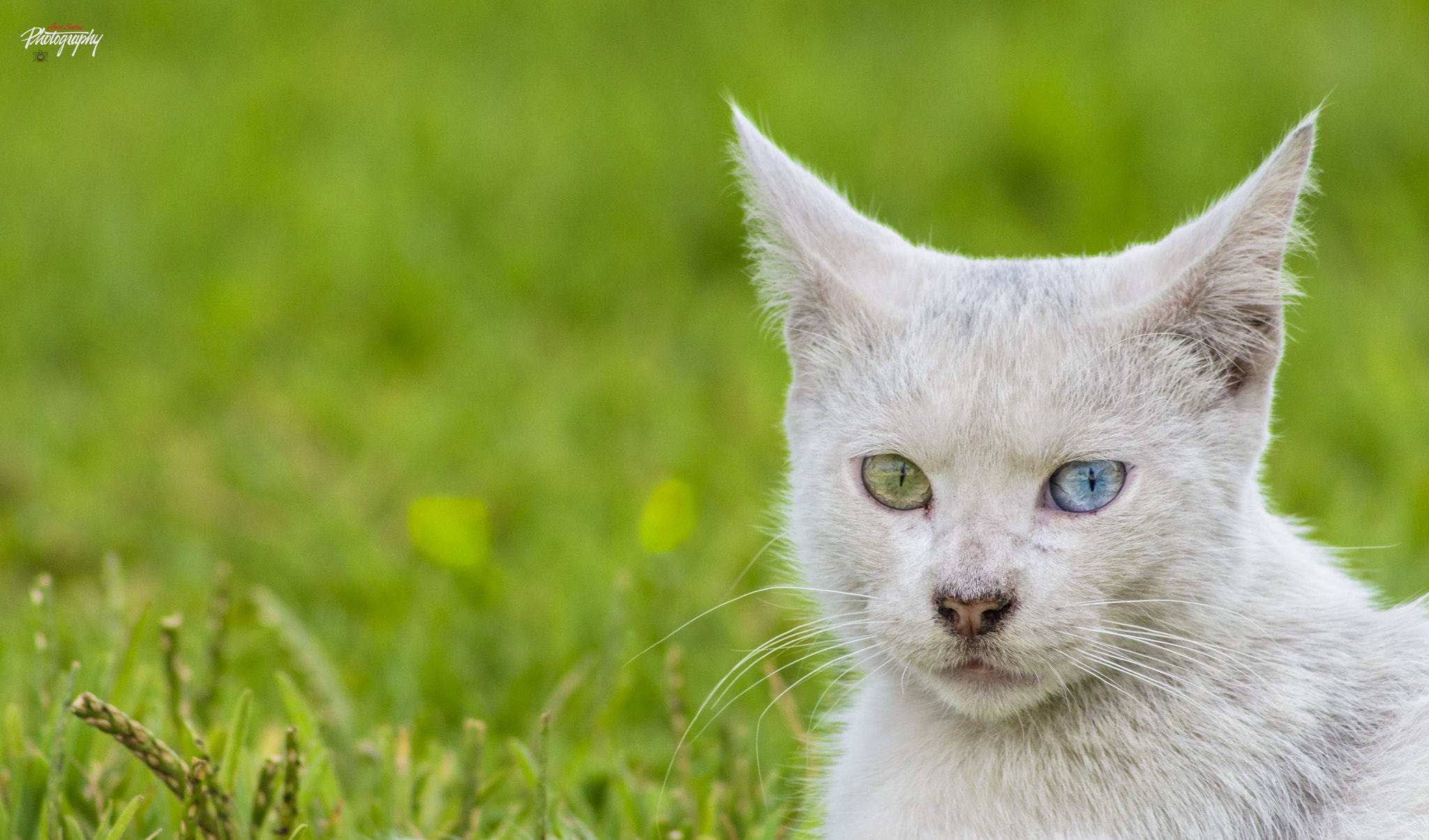 Canon EF 75-300mm f/4-5.6 USM sample photo. Gato photography