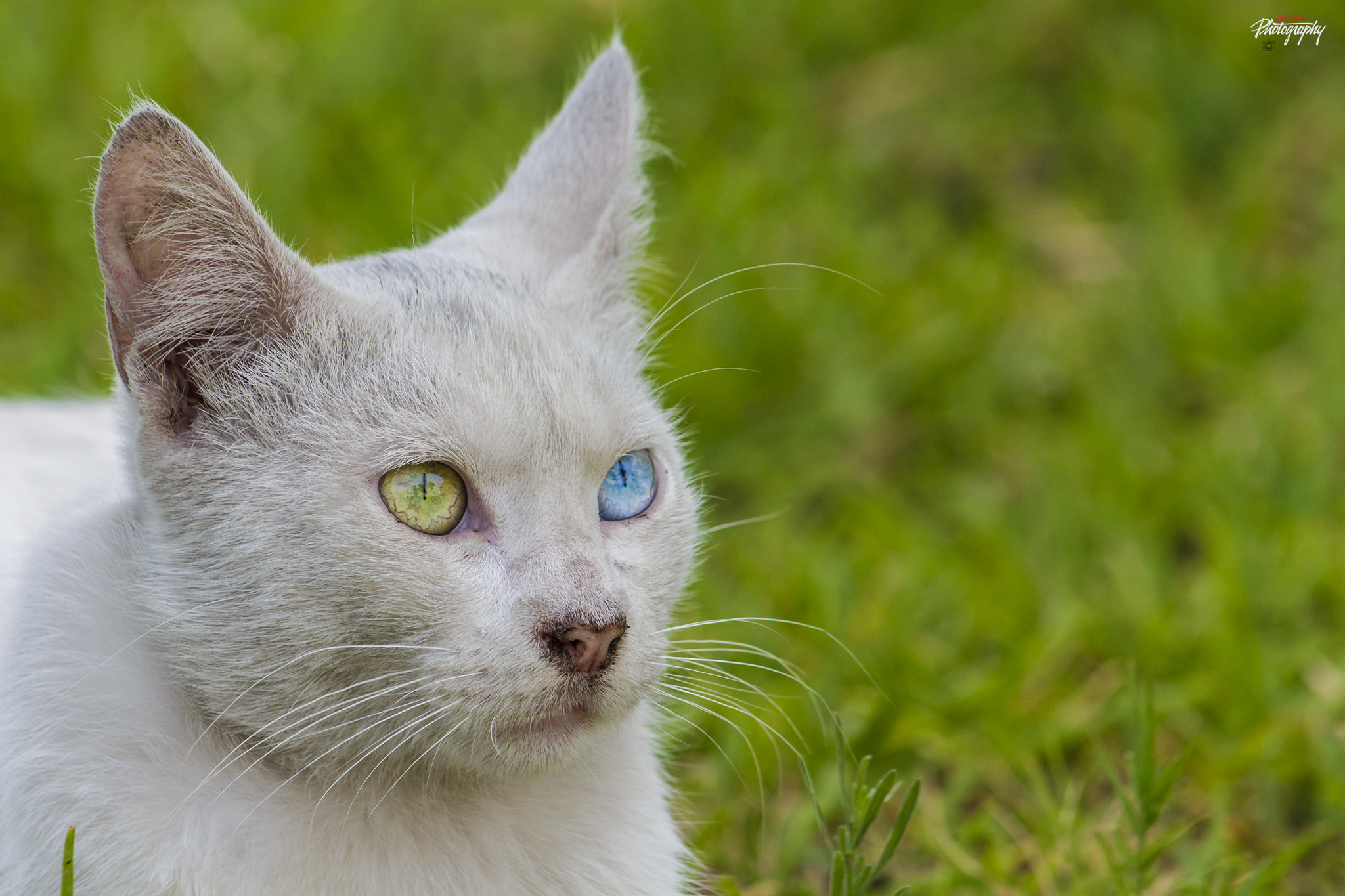 Canon EF 75-300mm f/4-5.6 USM sample photo. Gato photography